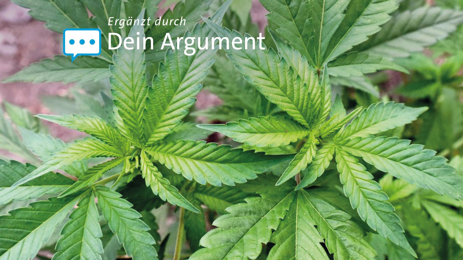 Eine Cannabis-Plantage: Seit dem 1. Juli können Anbau-Vereine oder -genossenschaften in Deutschland eine Genehmigung für die Cannabis-Produktion beantragen - beschränkt auf den Eigenbedarf ihrer Mitglieder.