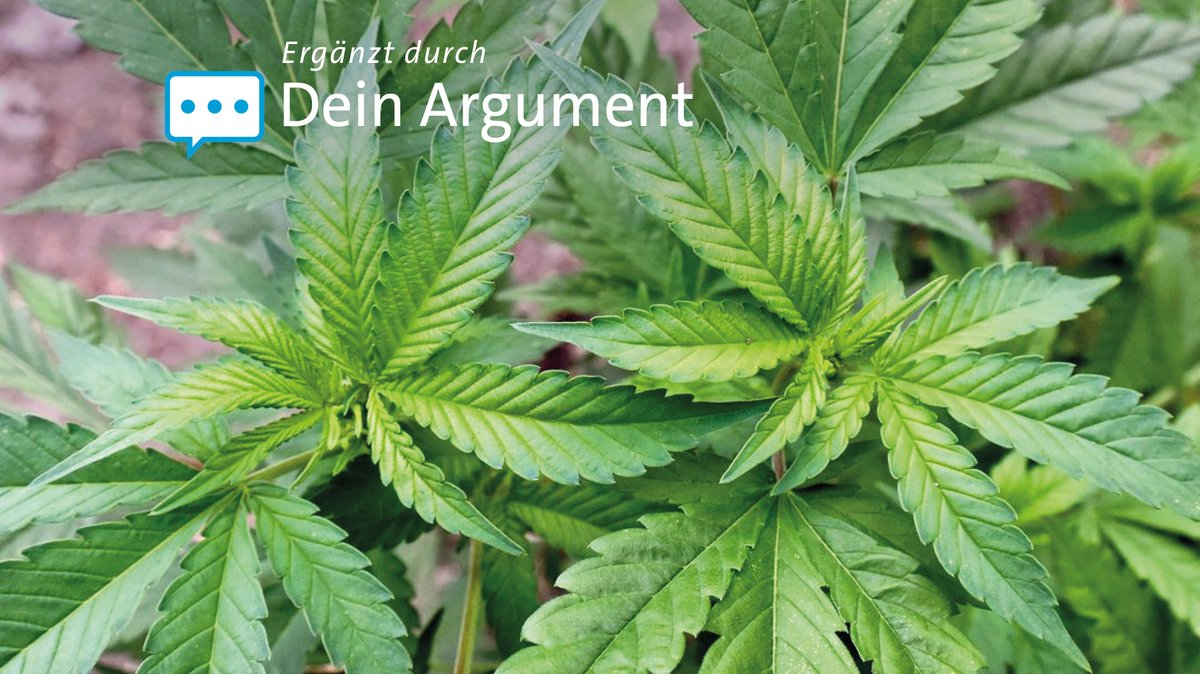 Eine Cannabis-Plantage: Seit dem 1. Juli können Anbau-Vereine oder -genossenschaften in Deutschland eine Genehmigung für die Cannabis-Produktion beantragen - beschränkt auf den Eigenbedarf ihrer Mitglieder.