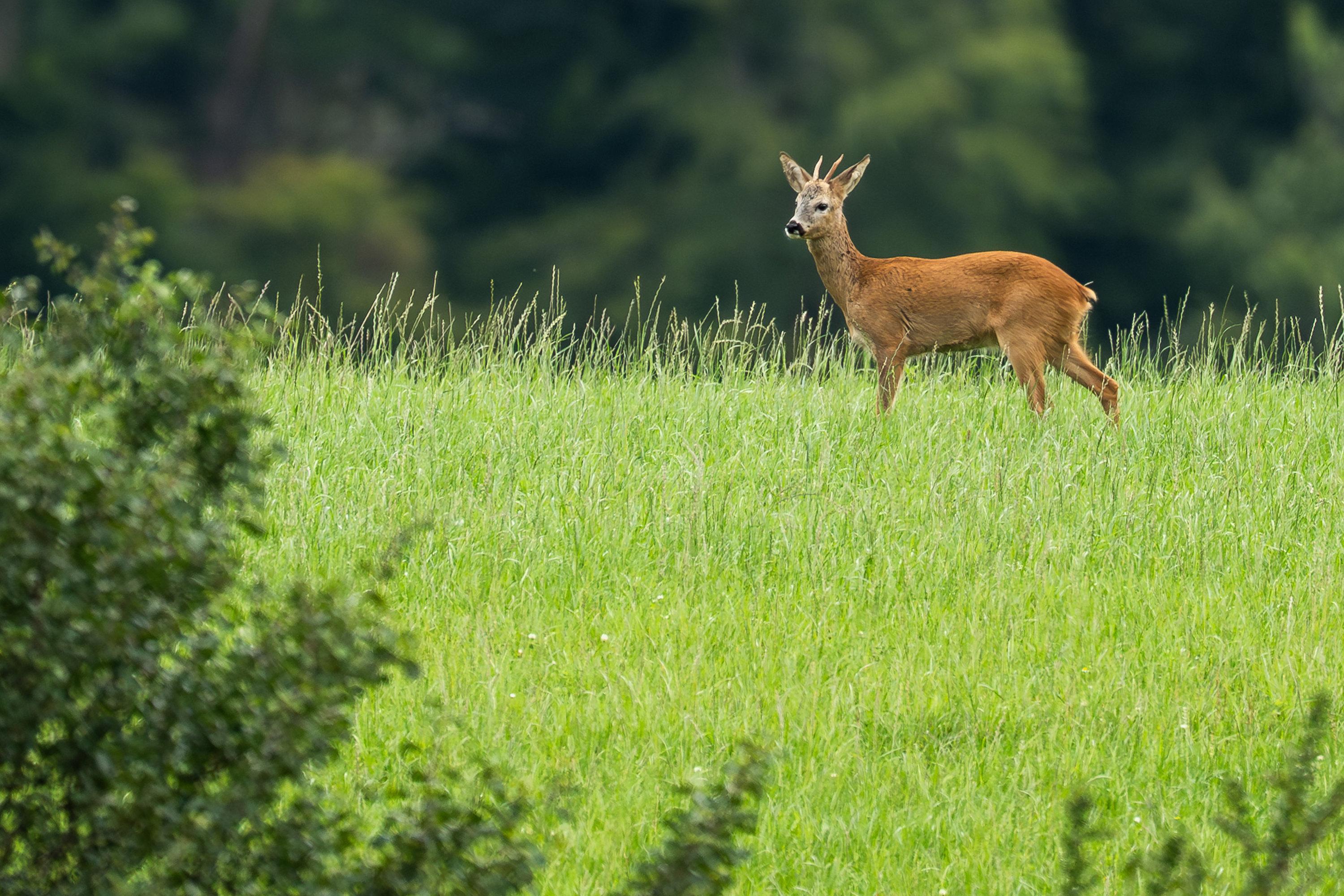 Bild eines Rehs auf einer grünen Wiese