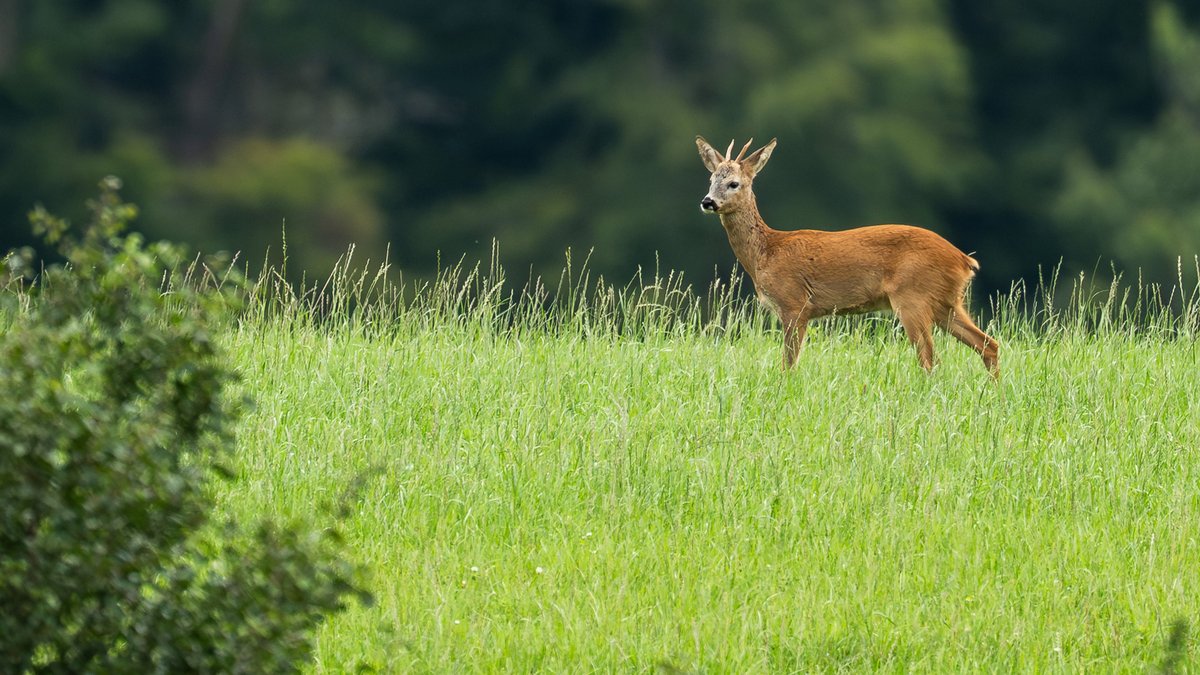 Neues Jagdgesetz: Was ändert sich beim Abschuss von Rehwild?