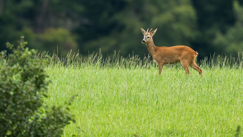 Bild eines Rehs auf einer grünen Wiese | Bild: dpa-Bildfunk/Silas Stein Bild eines Rehs auf einer grünen Wiese