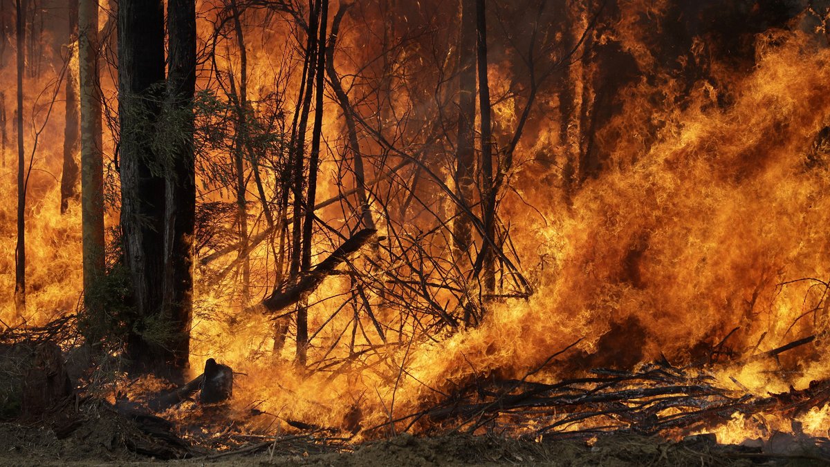 Seit Herbst letzten Jahres brennen verheerende Feuer in Australien. 