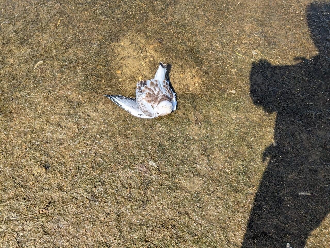 Eine tote Möwe liegt auf dem Boden.