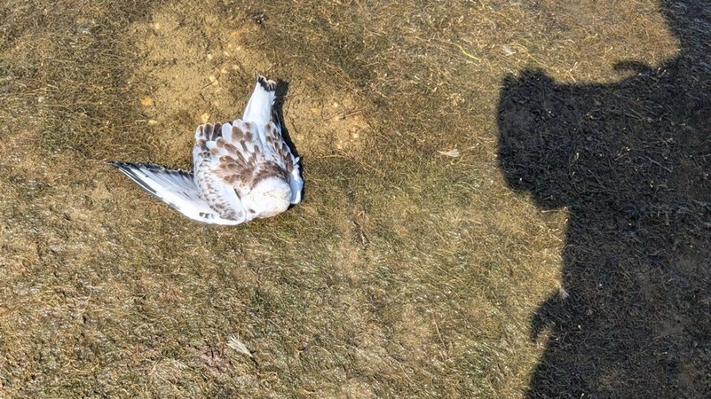 Eine tote Möwe liegt auf dem Boden. | Bild: BR/Franz Elender/Landschaftspflegeverein Eine tote Möwe liegt auf dem Boden.