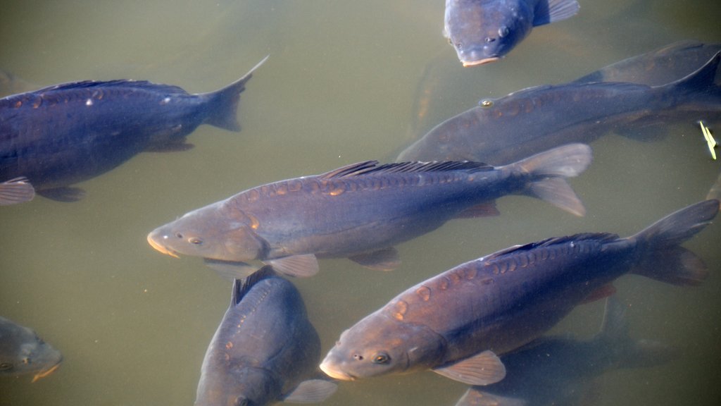400 Kilo Karpfen und Hechte aus Fischteich gestohlen | BR24