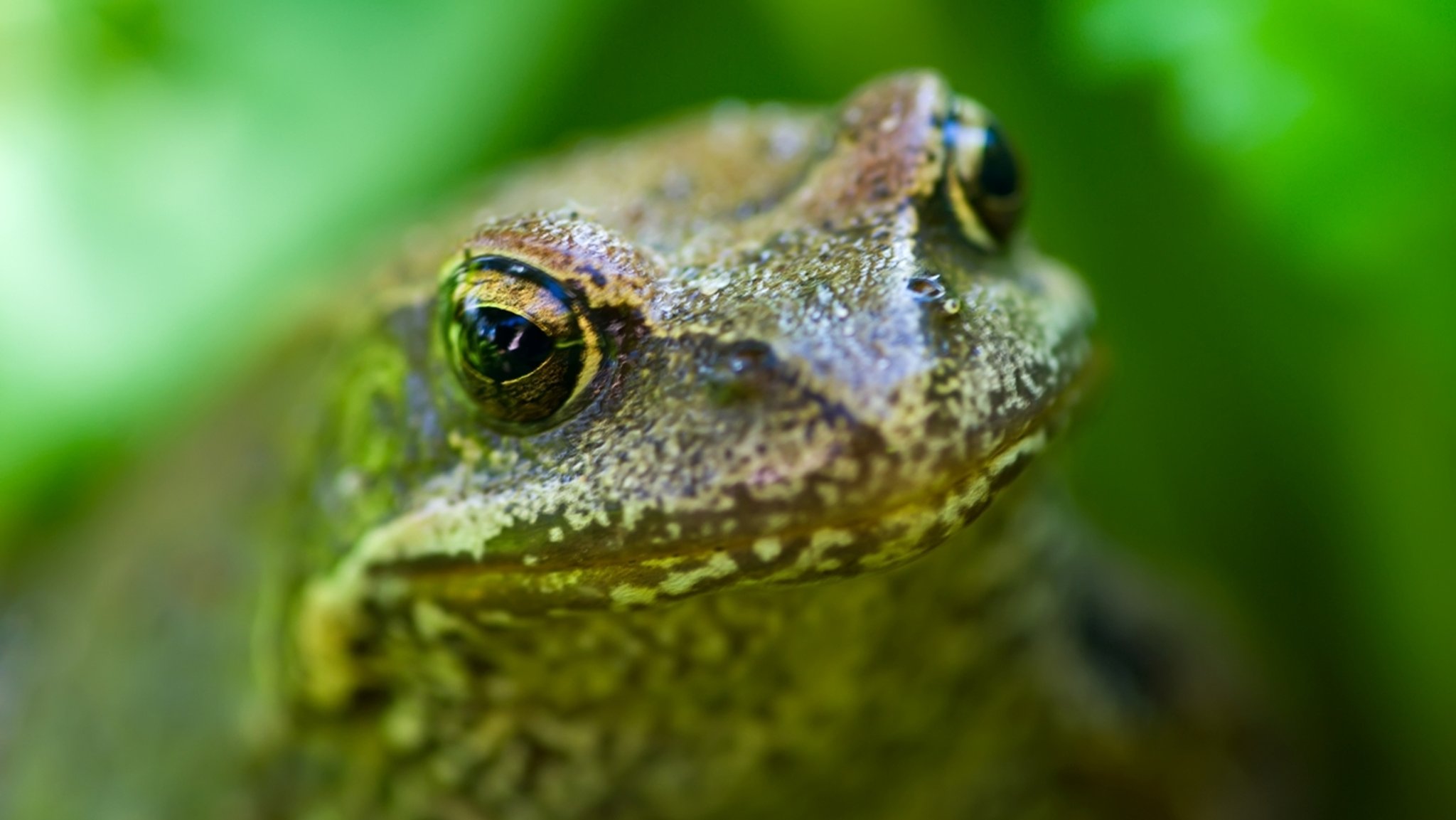 Frosch und Skorpionskönig