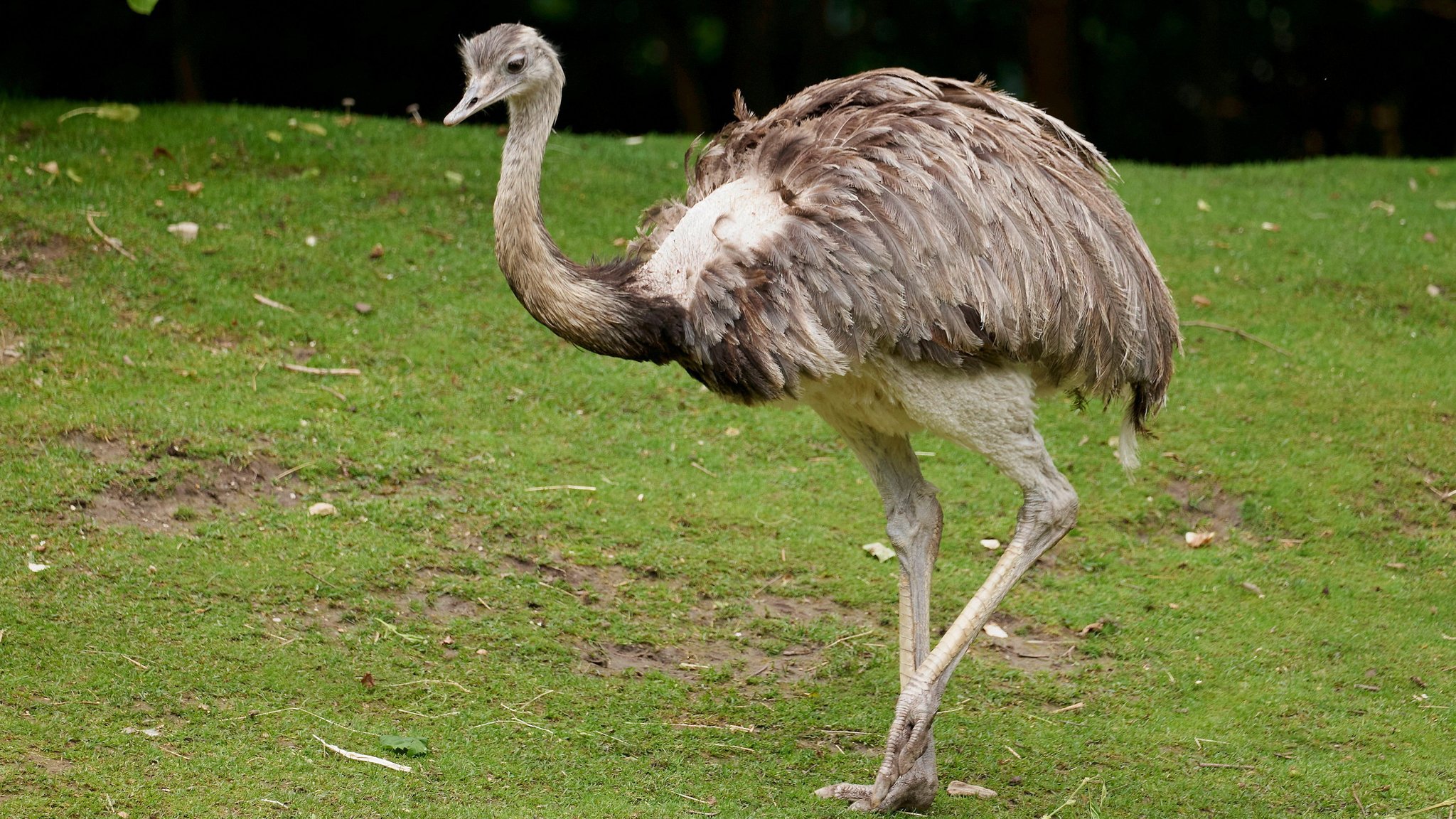 Ein Nandu in einem Tiergehege. 