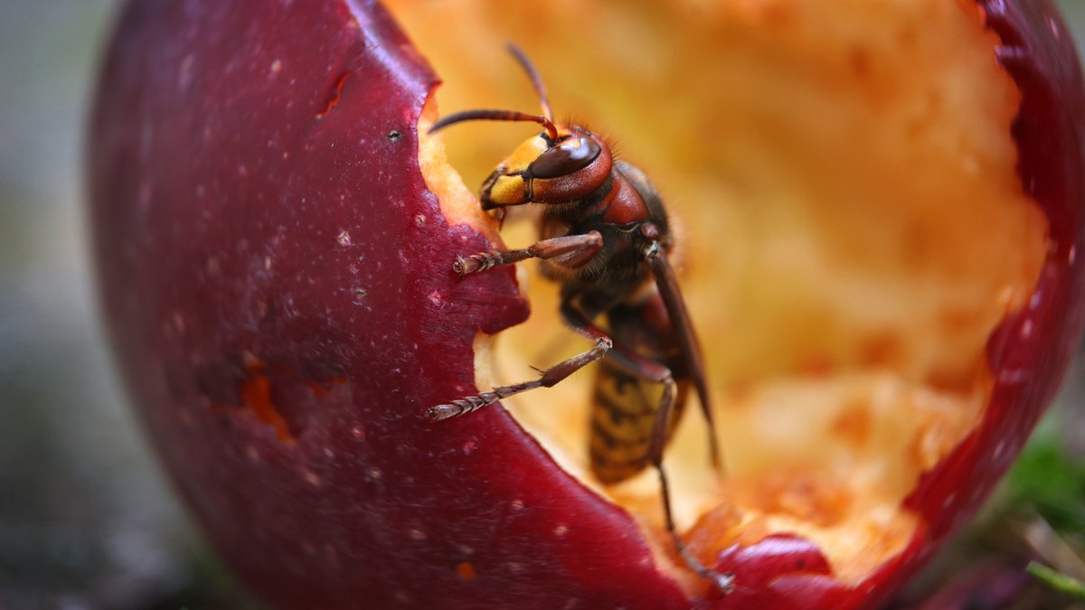 Eine Hornisse frisst an einem Apfel.
