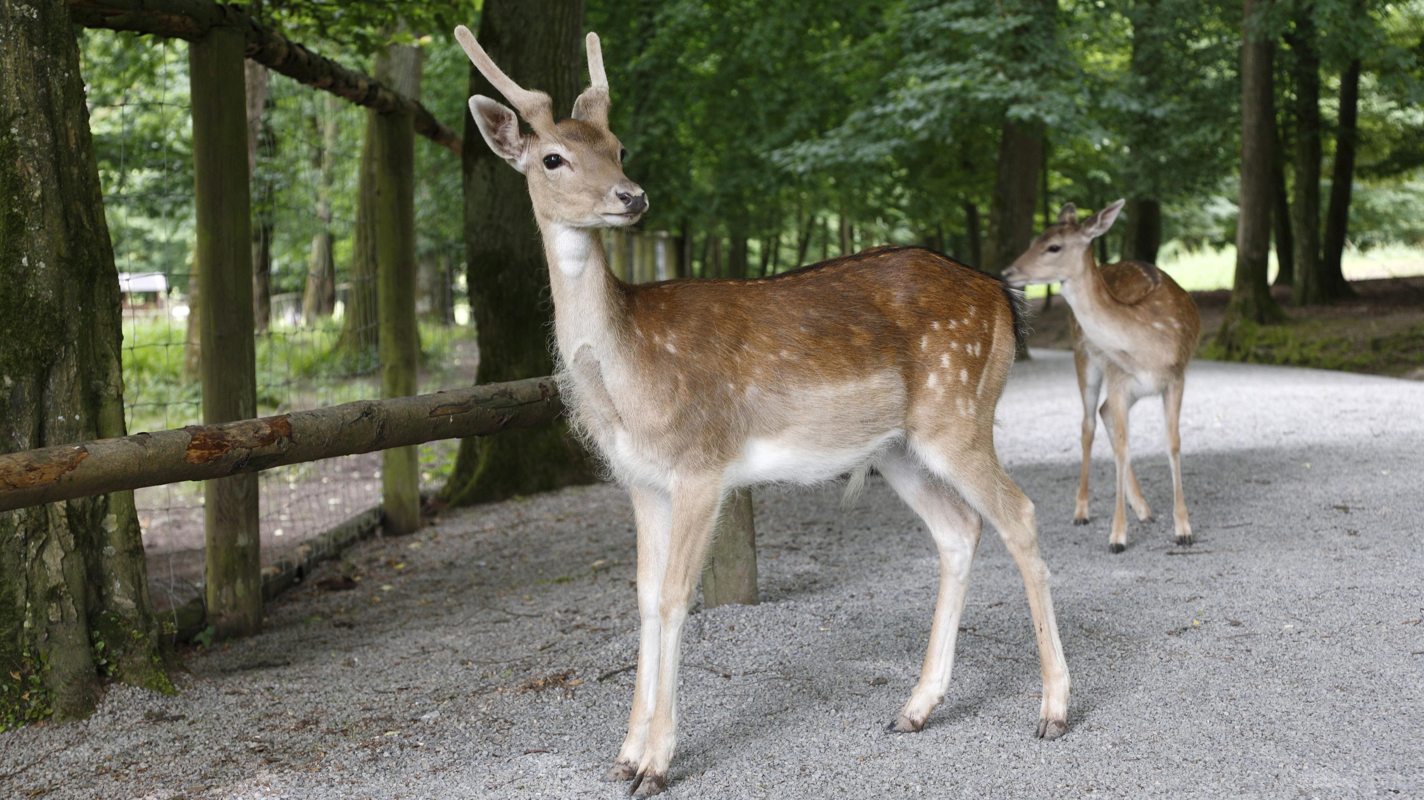 Fehlende Einnahmen Unterfrankens Tierparks In Der Corona Krise Br24
