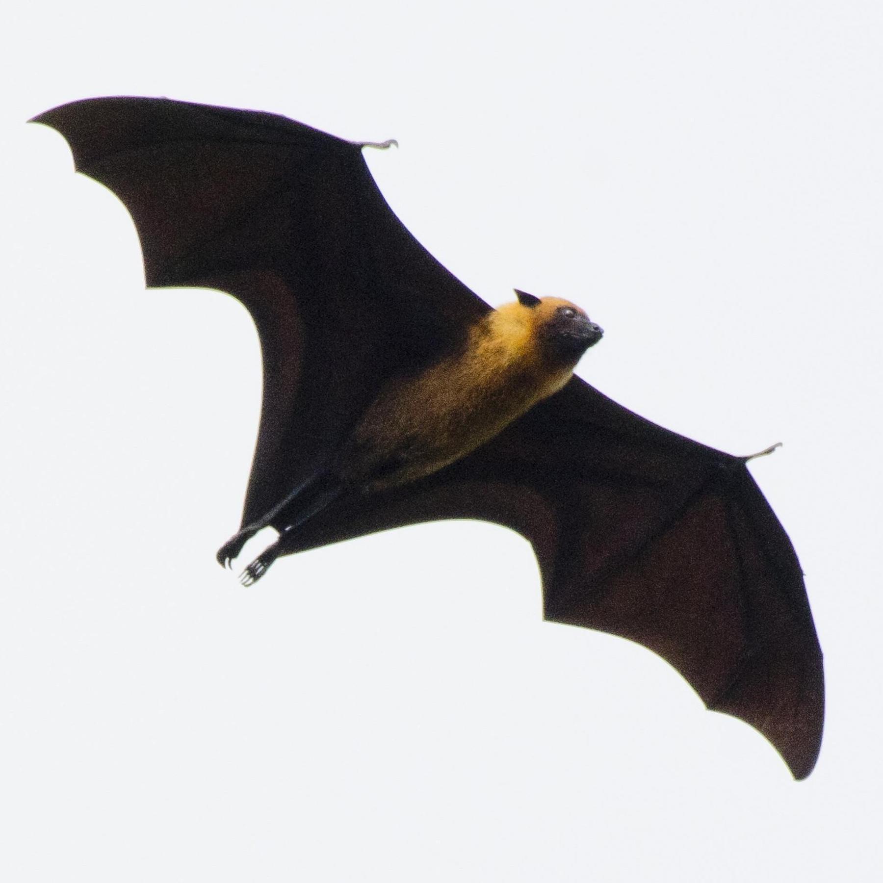 Satellit beobachtet Wildtiere - Das bringt das Icarus-Projekt