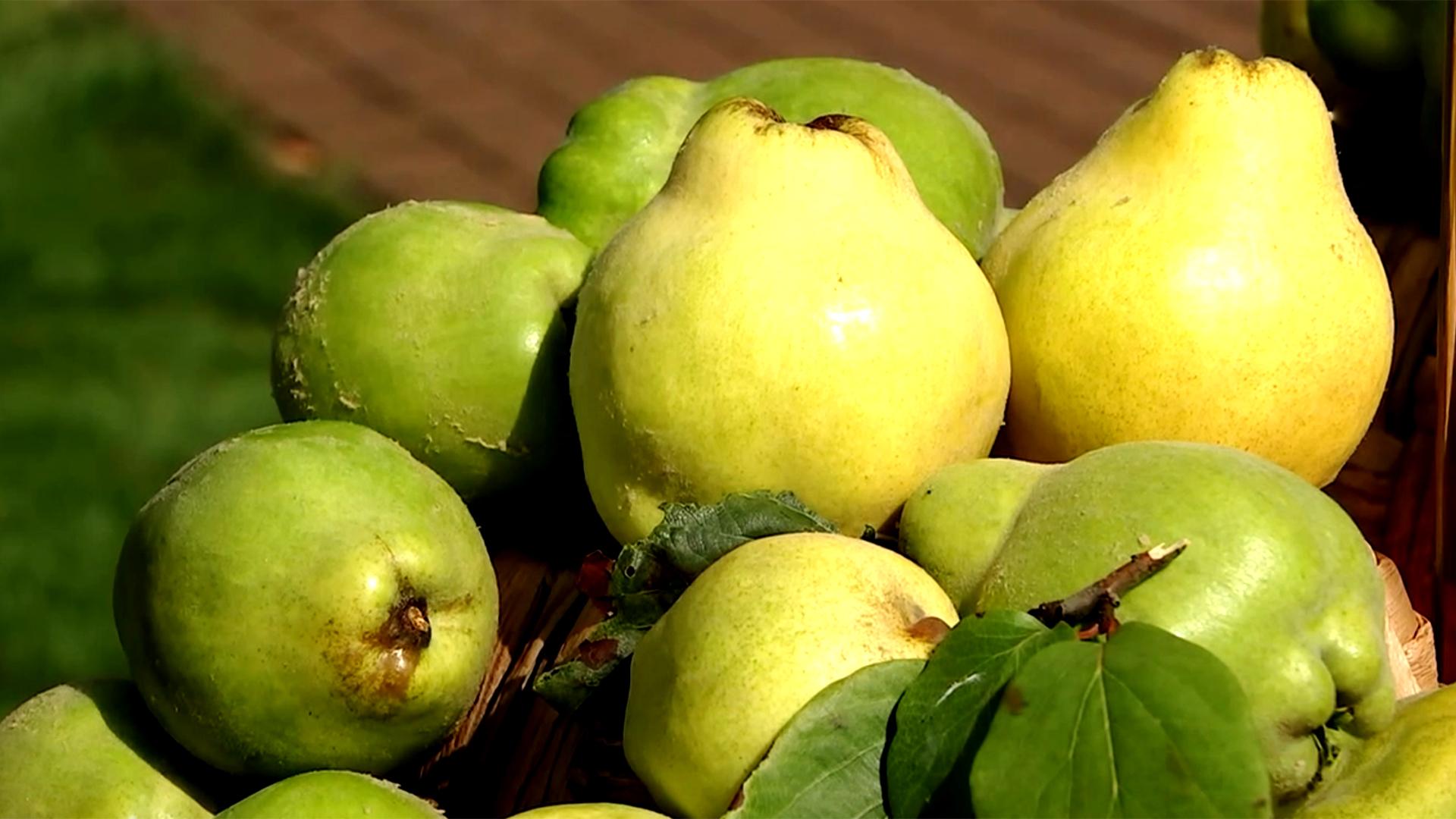 Quitten Hotspot Mainschleife Das Comeback Der Gelben Frucht Br24
