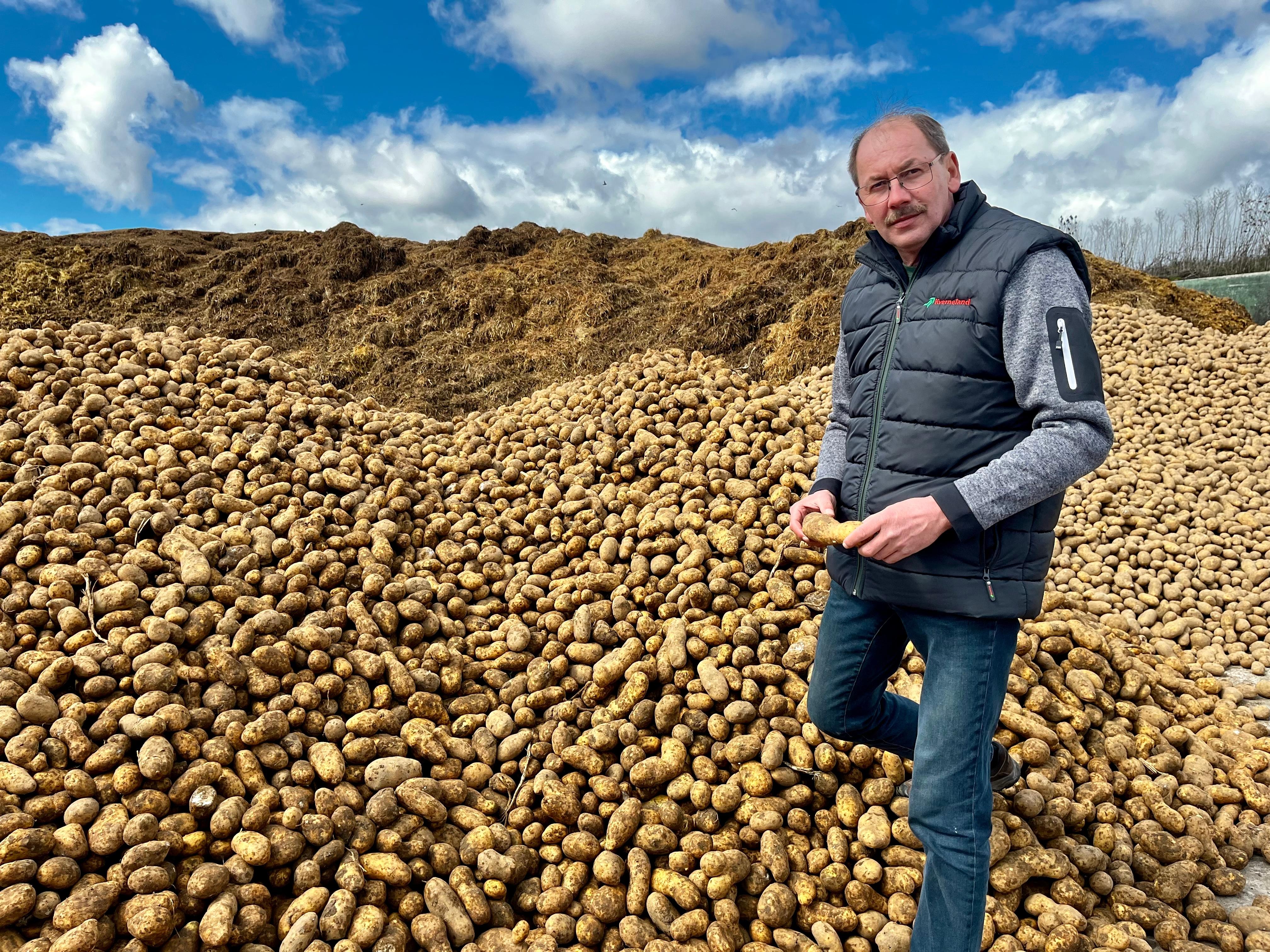 Ein Landwirt steht vor einem Berg Kartoffeln. Im Hintergrund ist ein riesiger Misthaufen. 