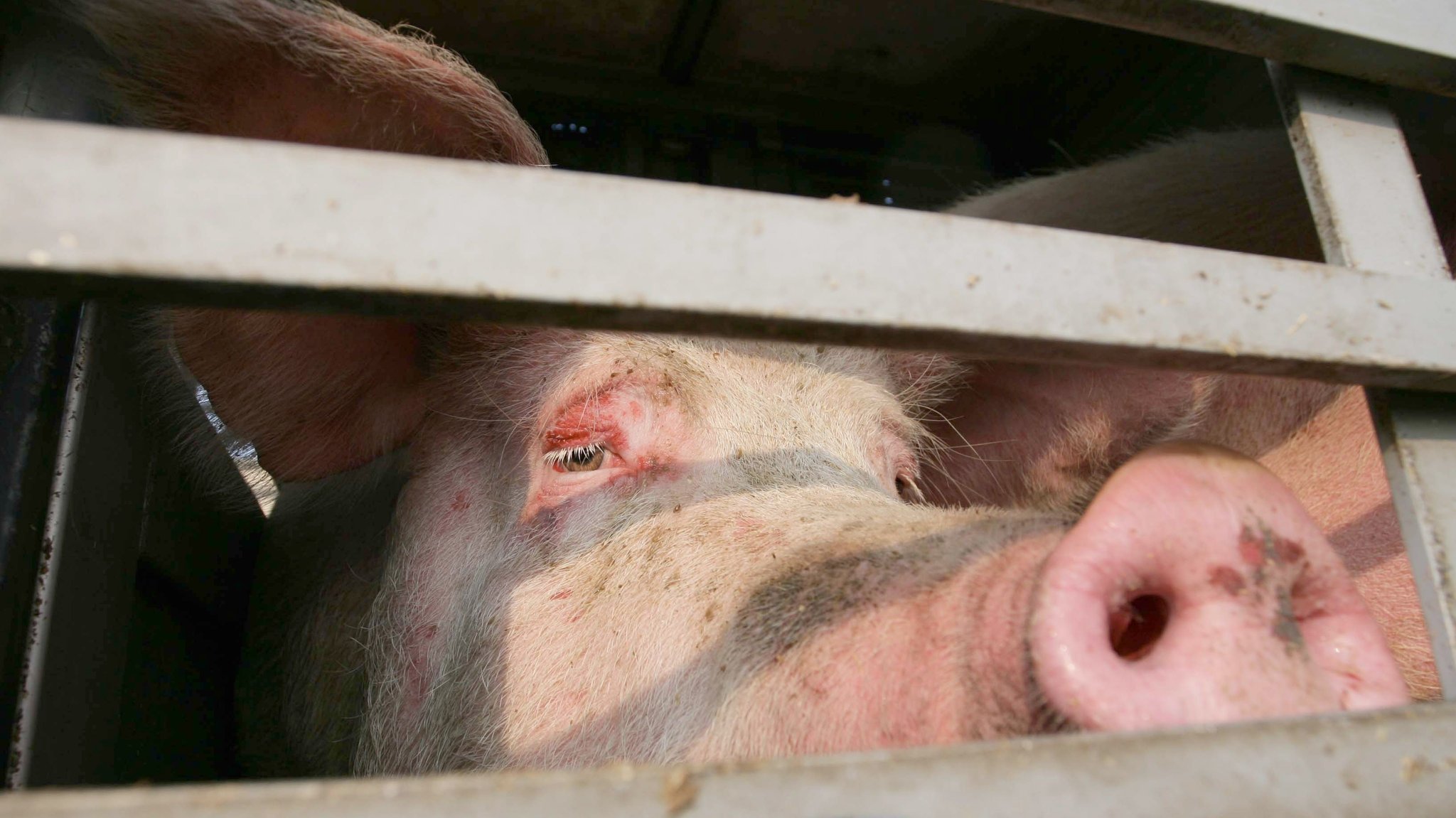 Ein Schweinetransporter ist in Oberbayern auf der A99 bei Hohenbrunn aus dem Verkehr gezogen worden. Die Polizei hat viele Mängel und Verstöße gegen das Tierschutzrecht festgetellt.