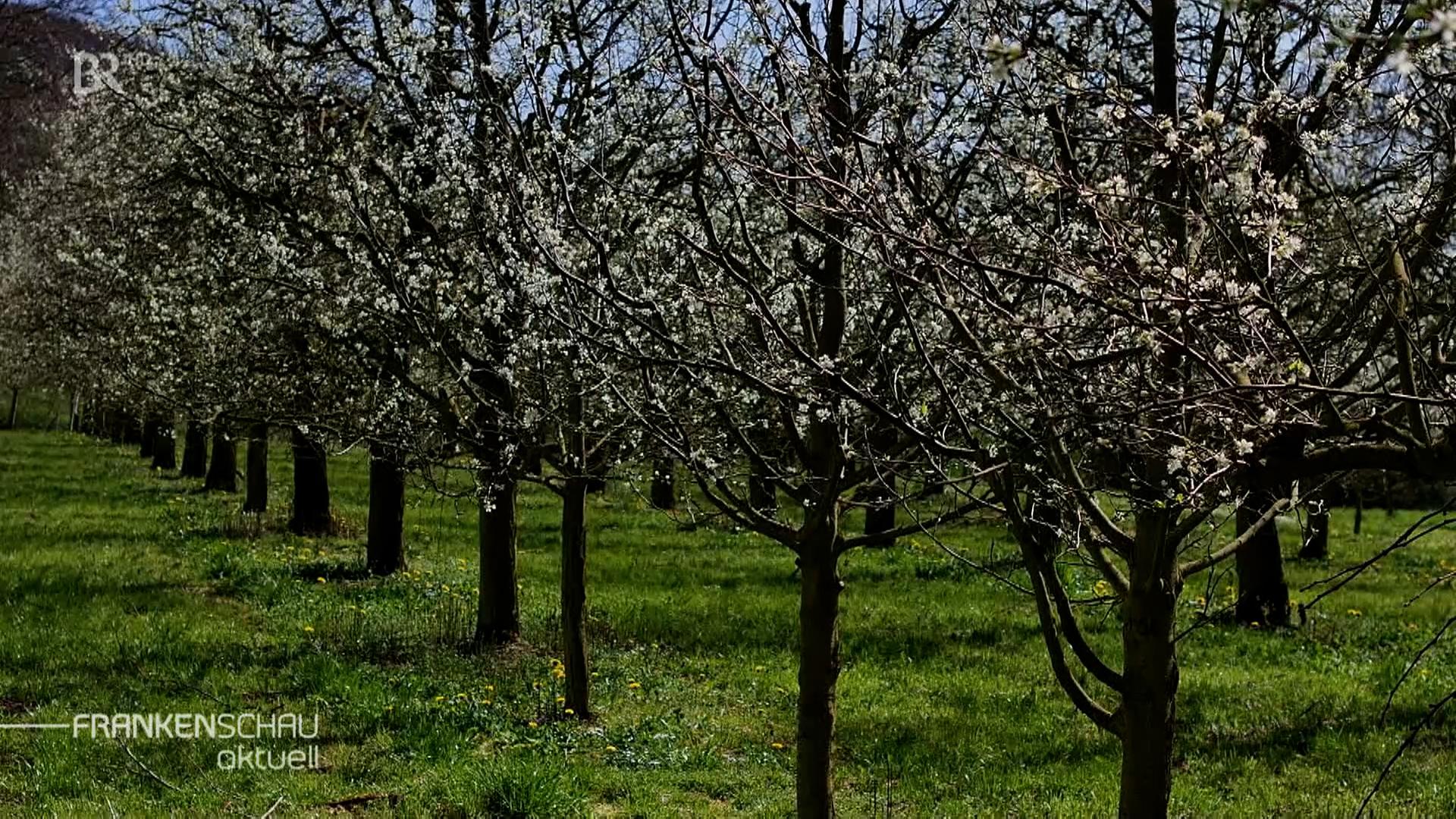 Kirschbäume mit weißen Blüten. 