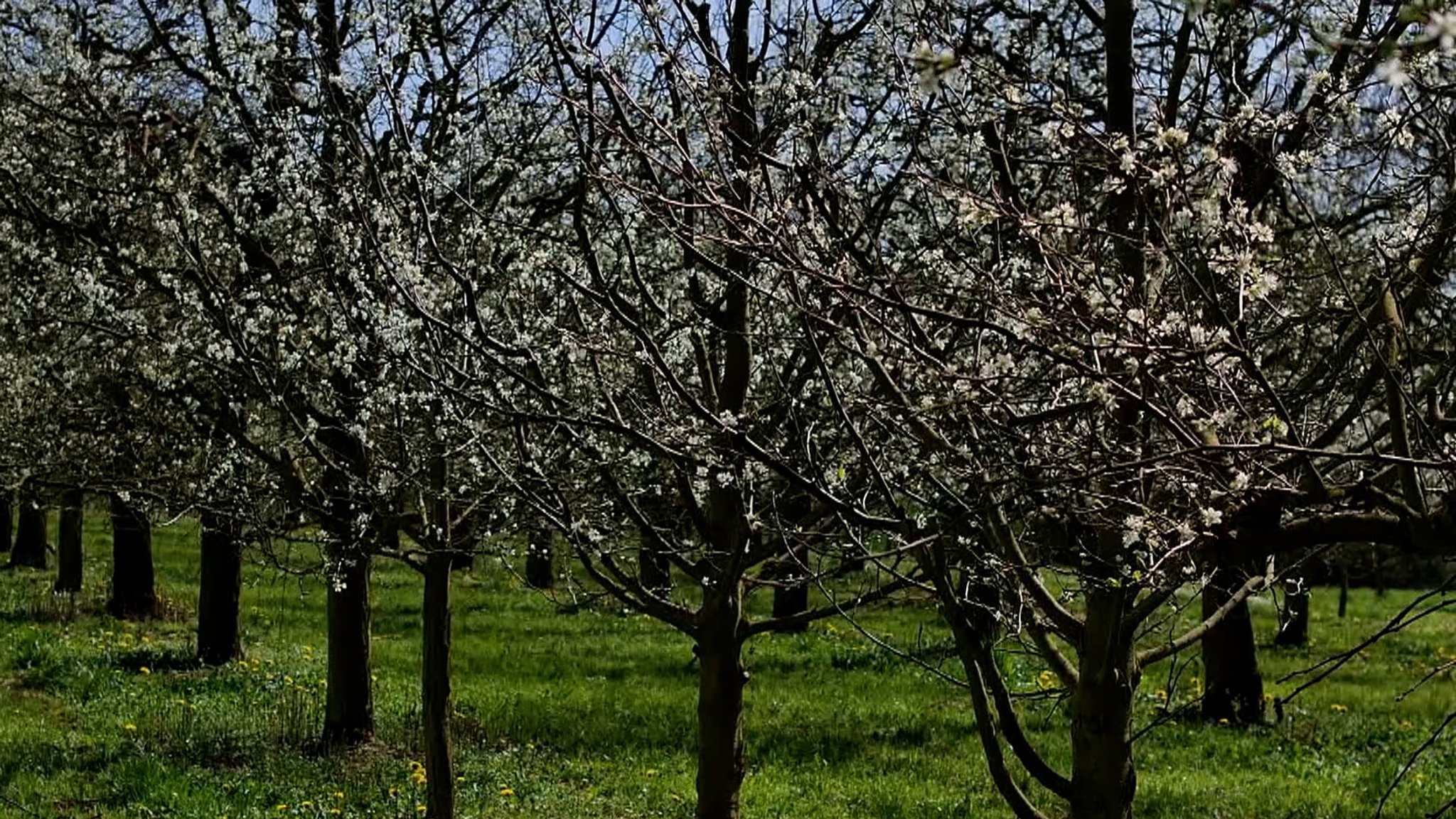 Kirschbäume mit weißen Blüten. 