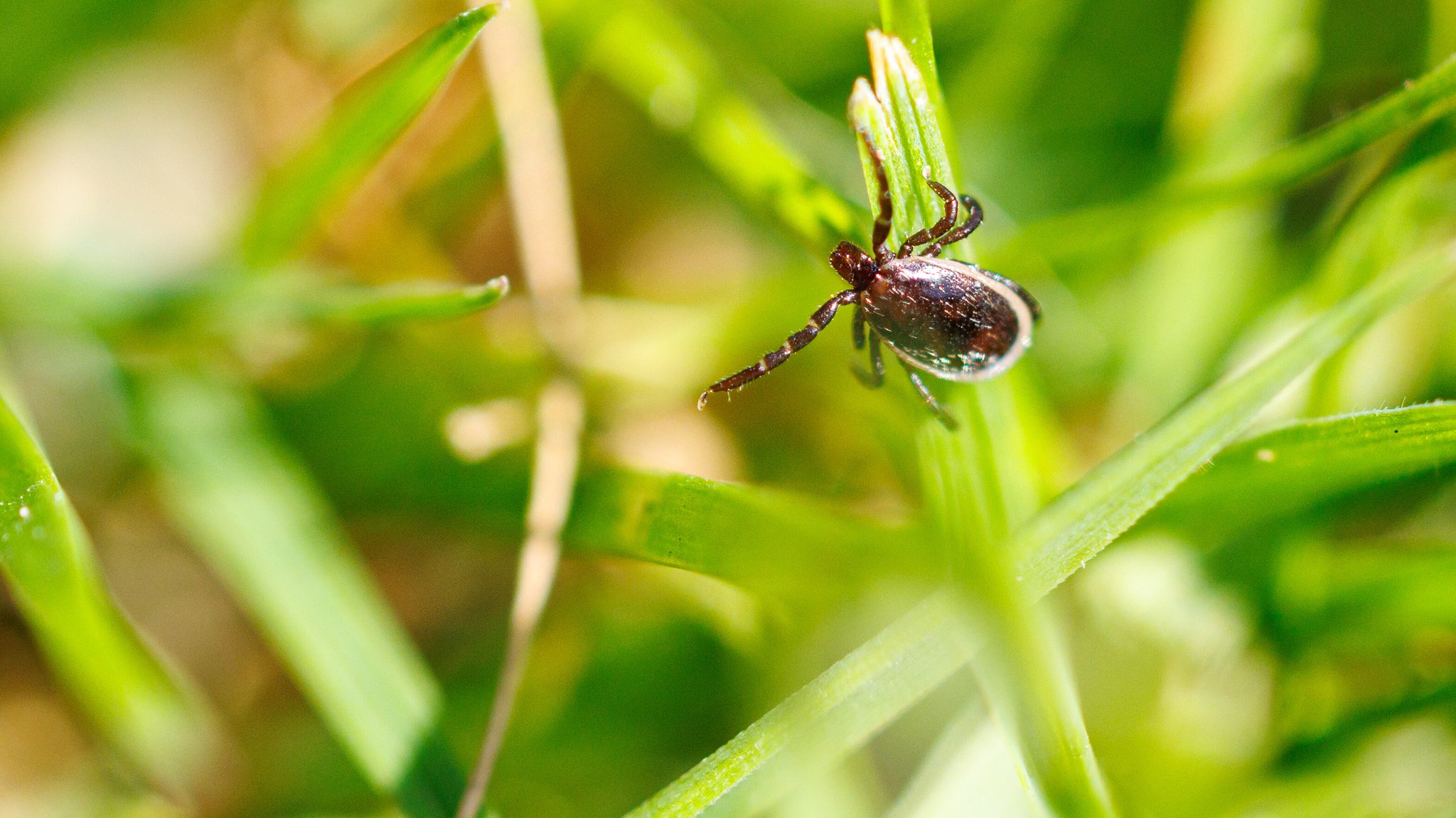 Urheber des Übels: die Zecke, auch "Gemeiner Holzbock" oder Ixodes ricinus genannt | Bild: picture alliance/dpa | Matthias Balk Urheber des Übels: die Zecke, auch "Gemeiner Holzbock" oder Ixodes ricinus genannt
