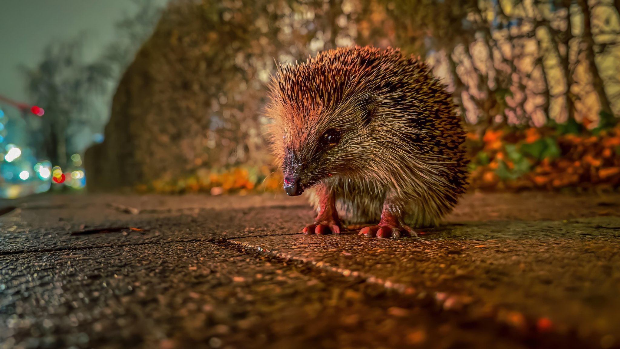 Das langsame Verschwinden: Kommt der Igel auf die Rote Liste?