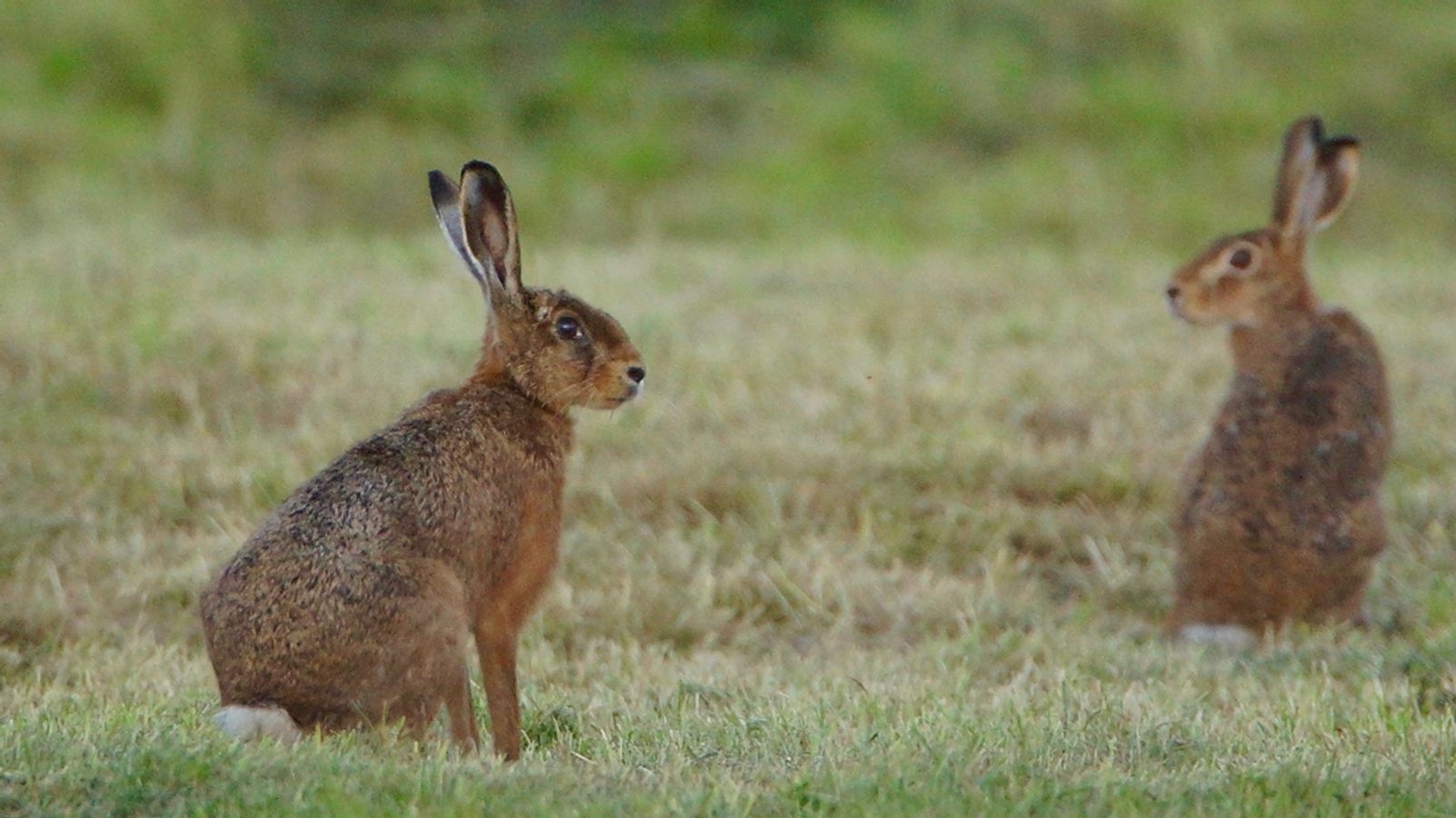 Freudige Nachricht Vor Ostern Mehr Hasen In Bayern Br24