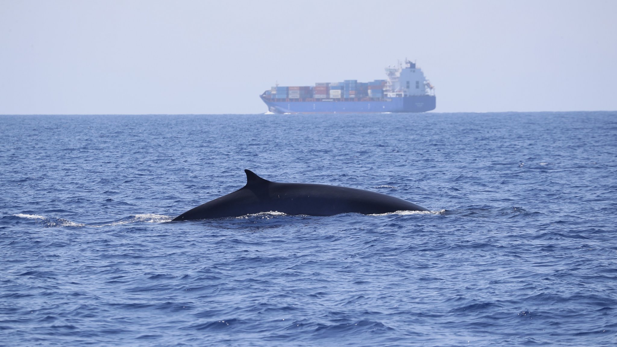 Wal mit Cargoboot im Hintergrund