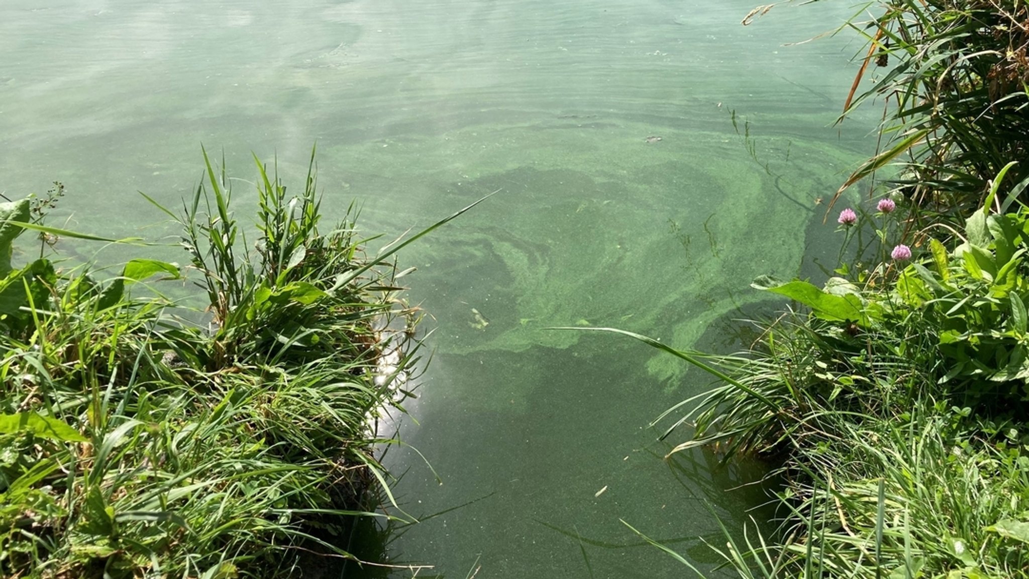 Blaualgen im Wasser (Archivbild)