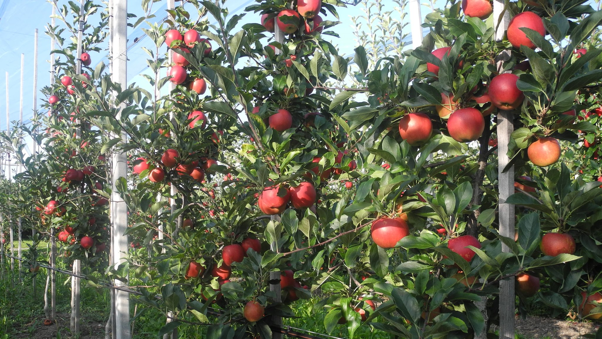 Auf den ersten Blick könnte man meinen, es sind Tomaten: Viele Spindelbäume in einer Reihe mit vielen roten Äpfel