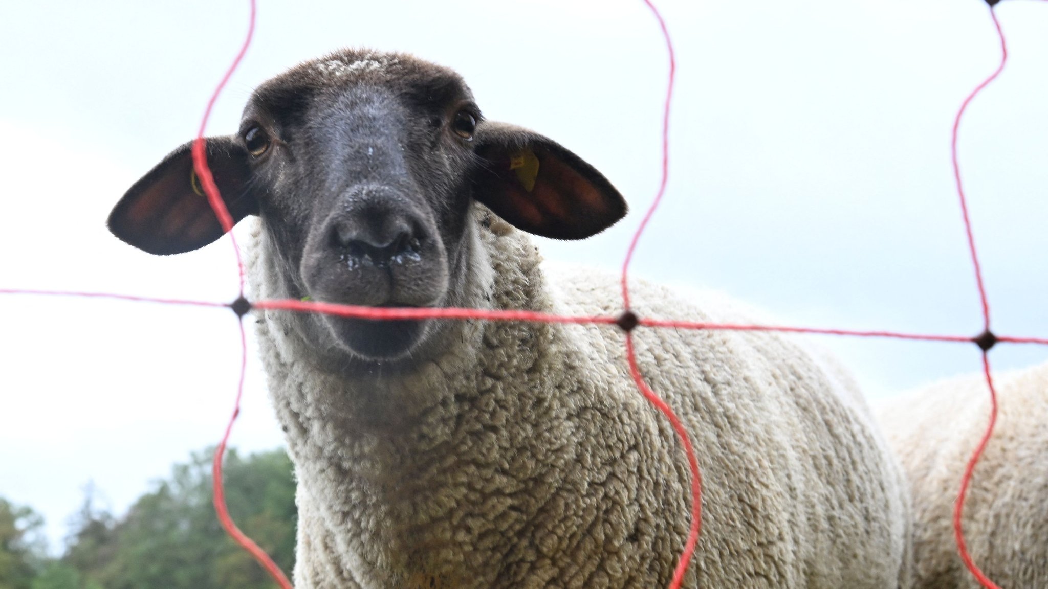 Ein Schaf blickt durch einen Zaun.