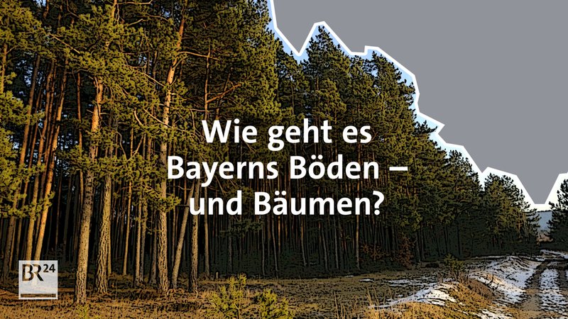 #fragBR24💡 Wie geht es Bayerns Böden – und Bäumen?