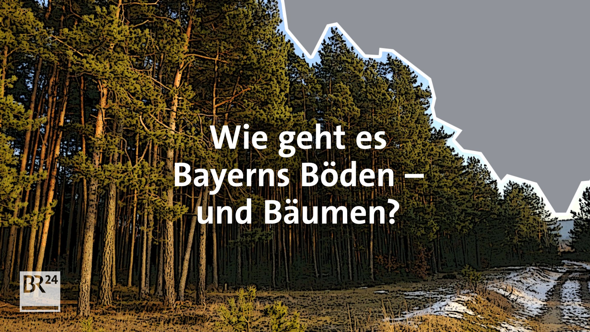 #fragBR24💡 Wie geht es Bayerns Böden – und Bäumen?