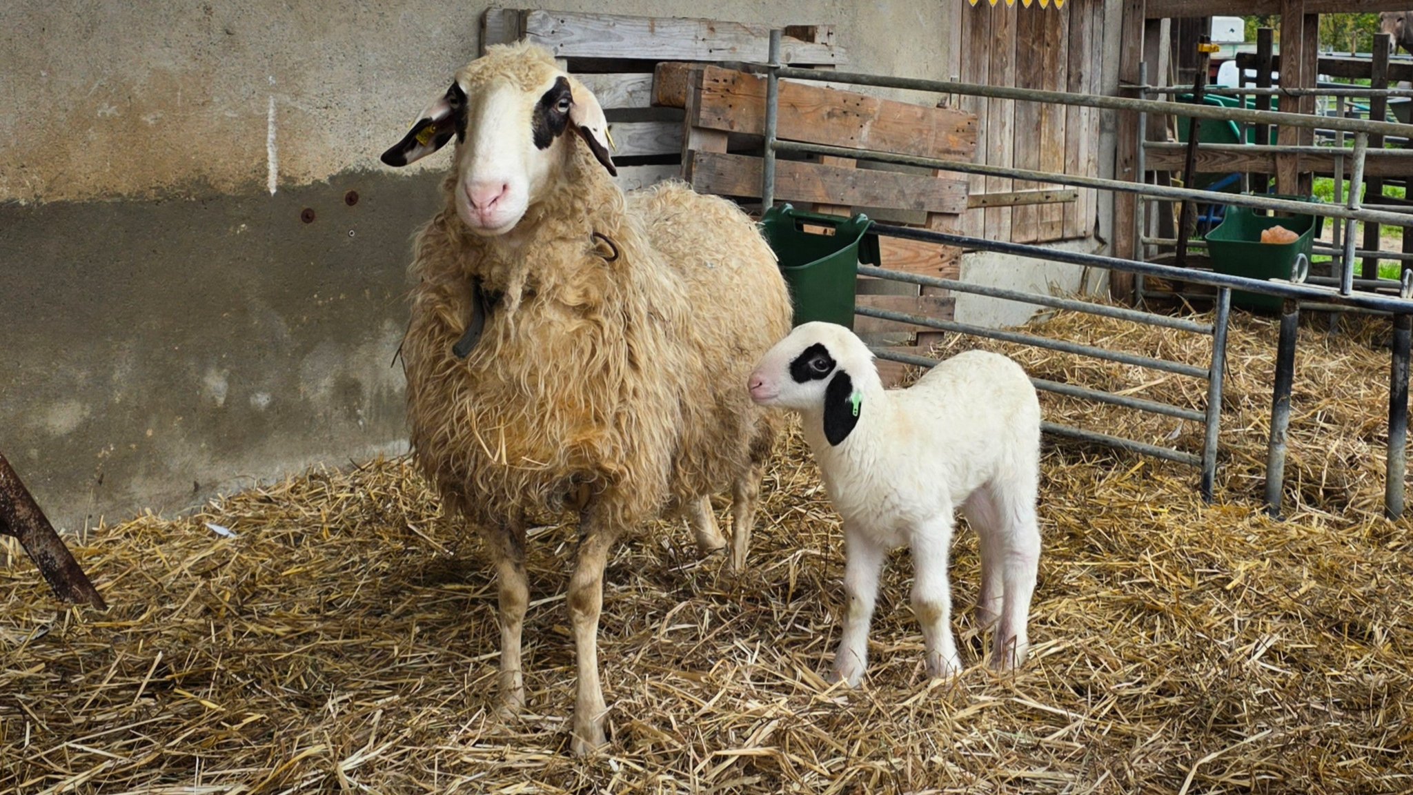 Brillenschaf: Die Rasse geht hervor aus einer Einkreuzung von Paduaner- und Bergamaskerschafen in Kärntner Steinschafe