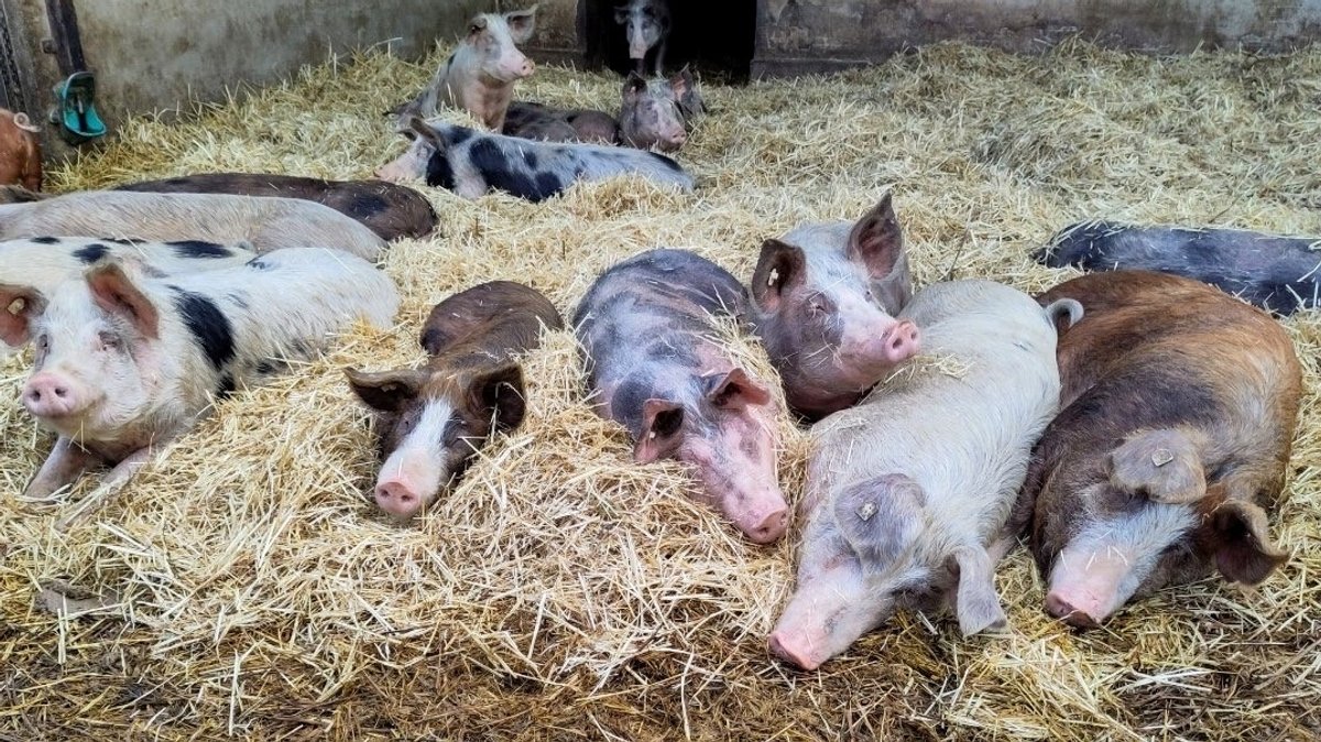 Die Schweine am Biohof von Familie Friedrich haben viel Platz, im Stall und im Auslauf.