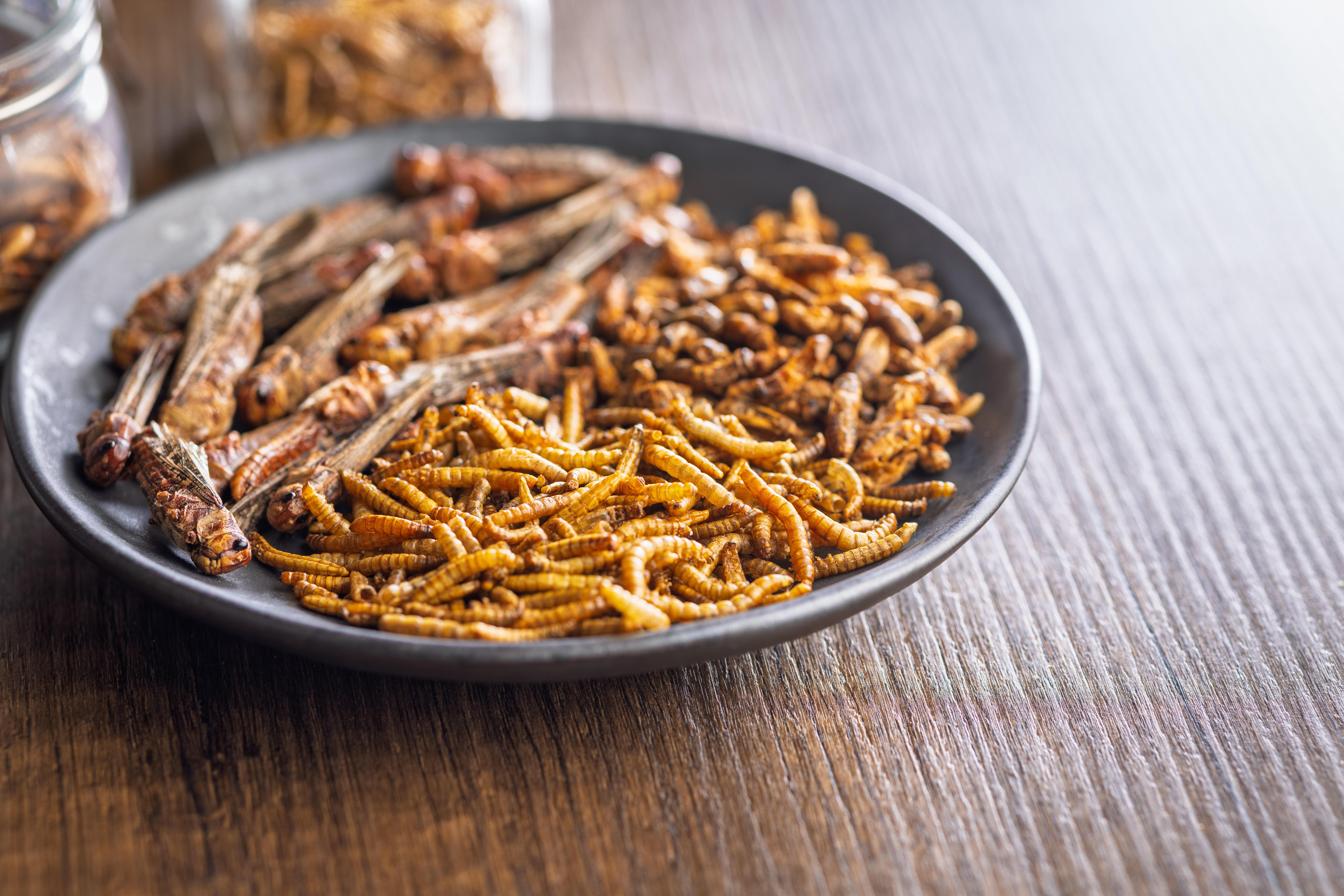 Getrocknete Mehlwürmer und Grashüpfer auf einem Teller