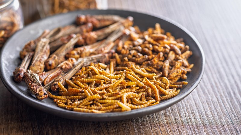Getrocknete Mehlwürmer und Grashüpfer auf einem Teller | Bild: picture alliance / Zoonar | Jiri HERA Getrocknete Mehlwürmer und Grashüpfer auf einem Teller