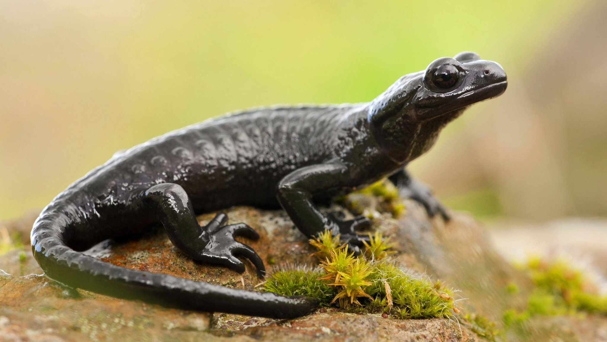 Ein Alpensalamander auf einem Stein