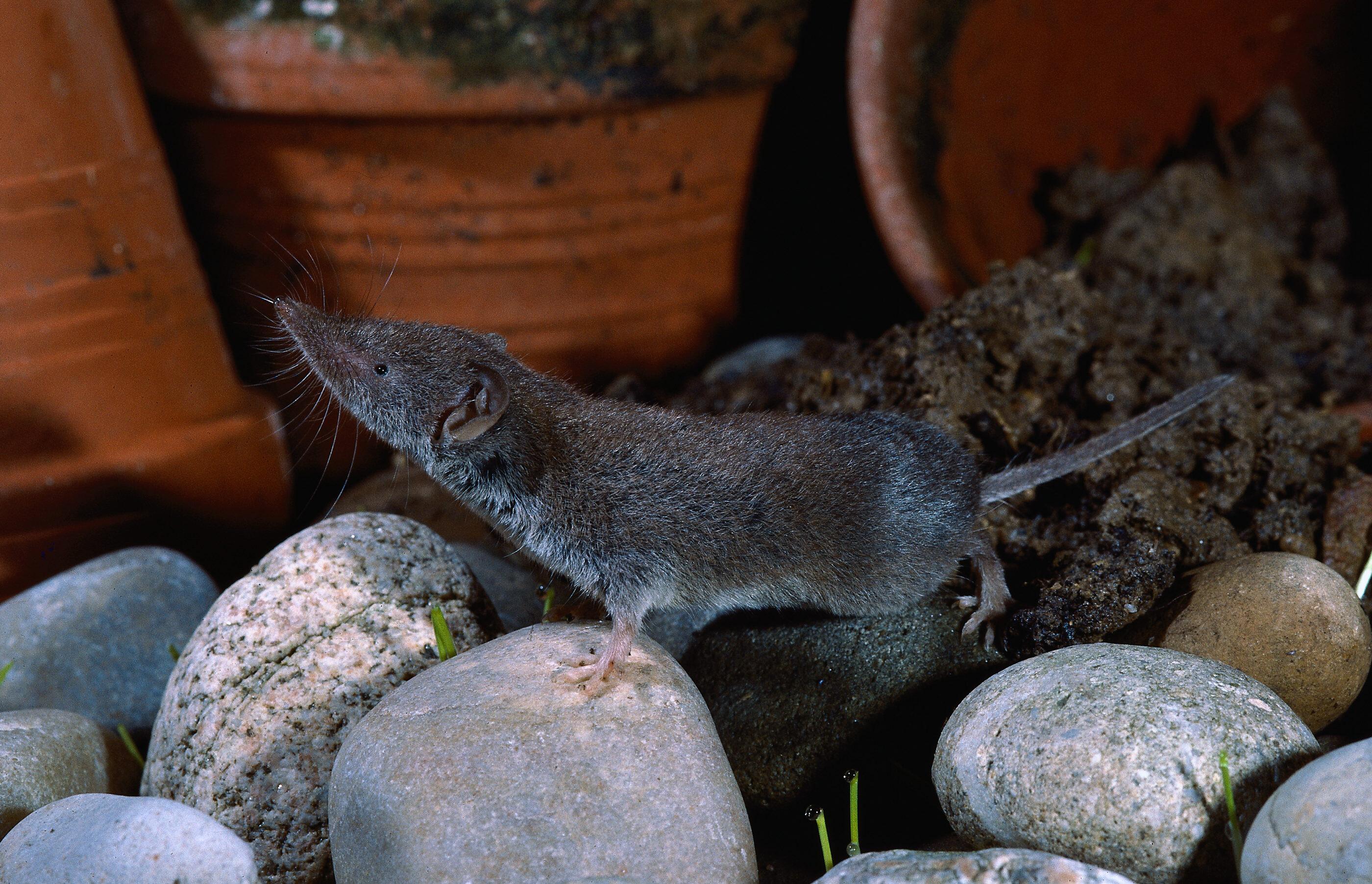 Die Feldspitzmaus gilt als Überträger des Bornavirus.