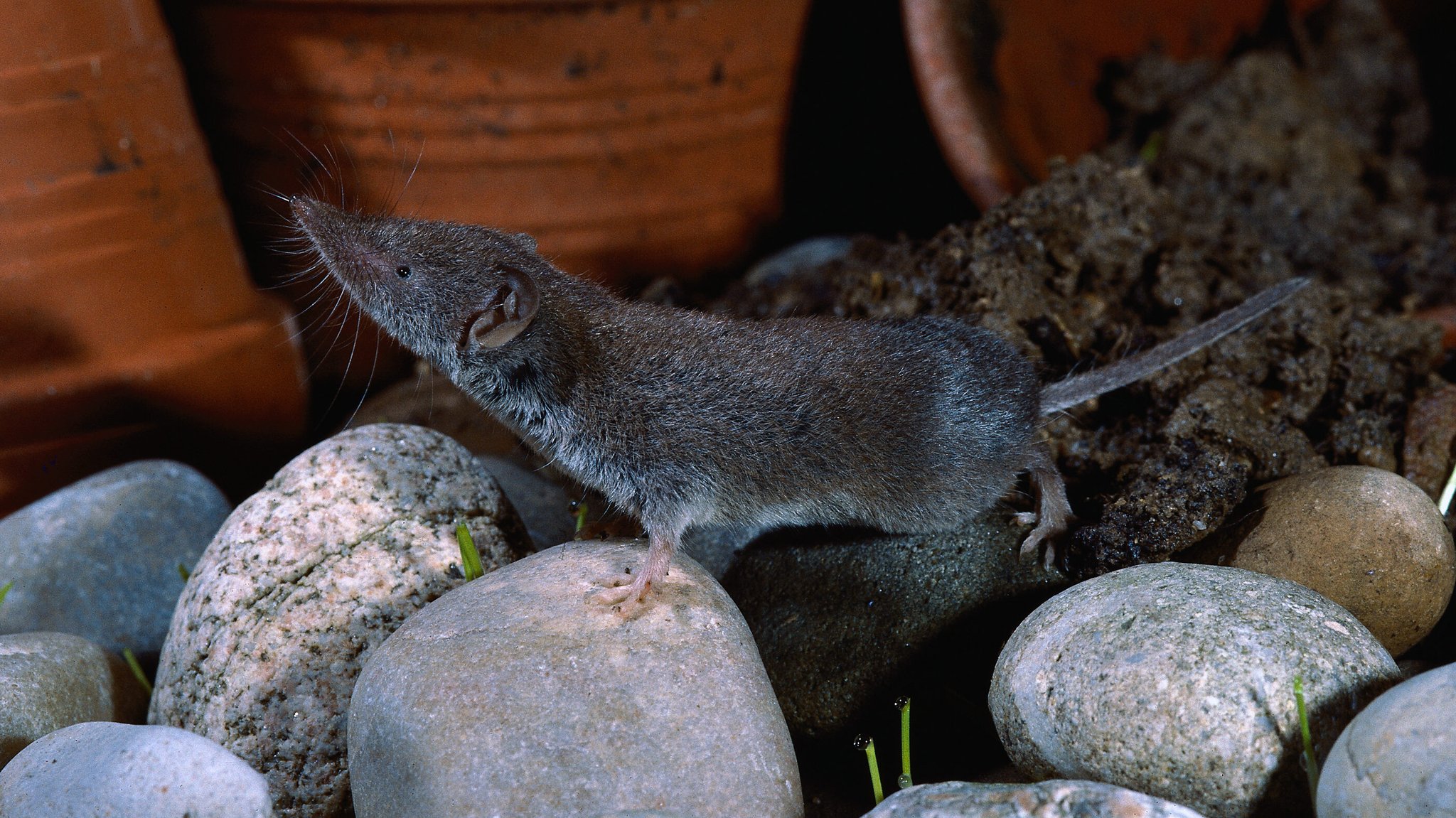 Die Feldspitzmaus gilt als Überträger des Bornavirus.