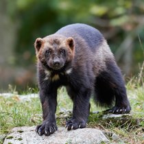 Der Vielfraß - Unerschrockener Marder des Nordens | Bild: picture-alliance/dpaColourbox.com/ Dennis Jacobsen
