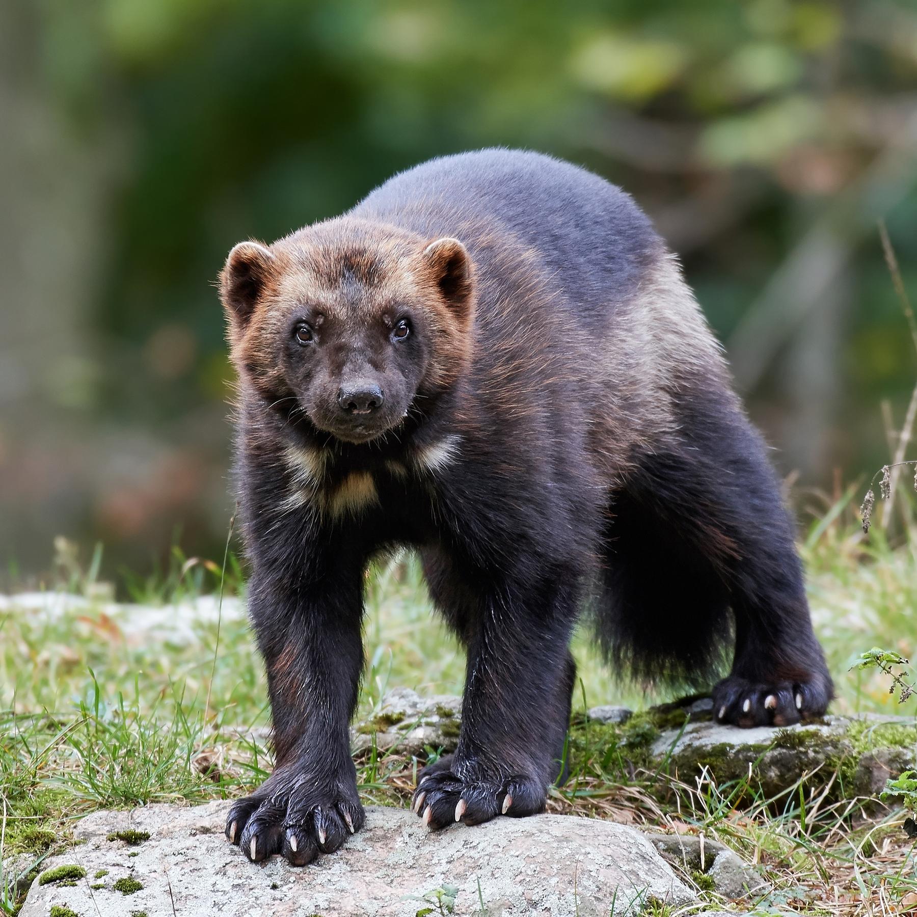 Der Vielfraß - Unerschrockener Marder des Nordens