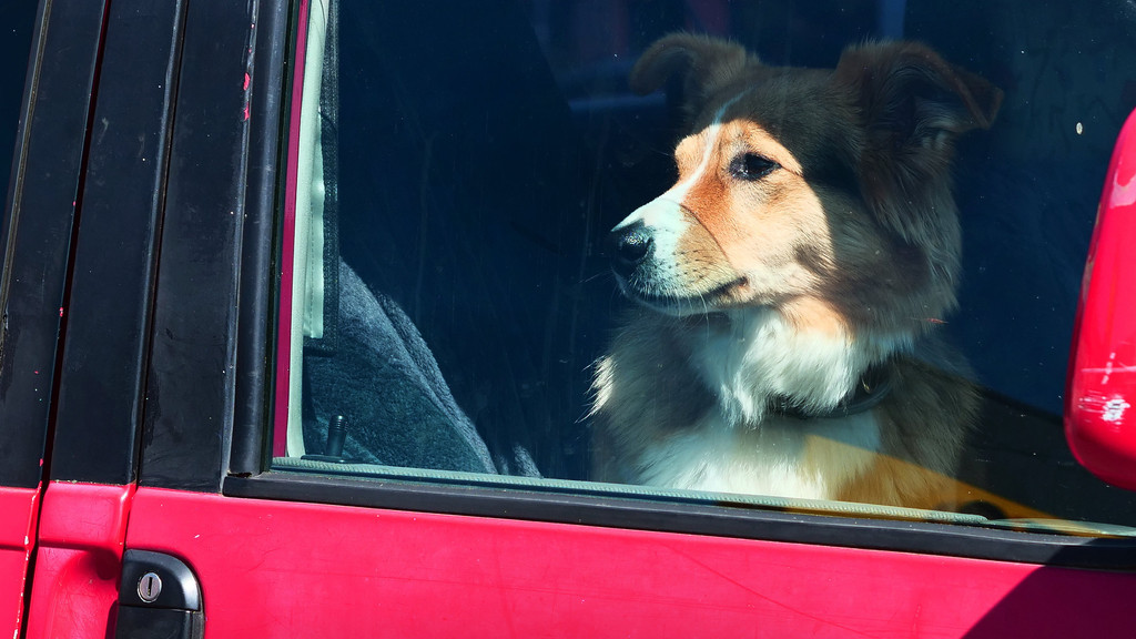 Hund sitzt bei Hitze in Auto (Symbolbild)