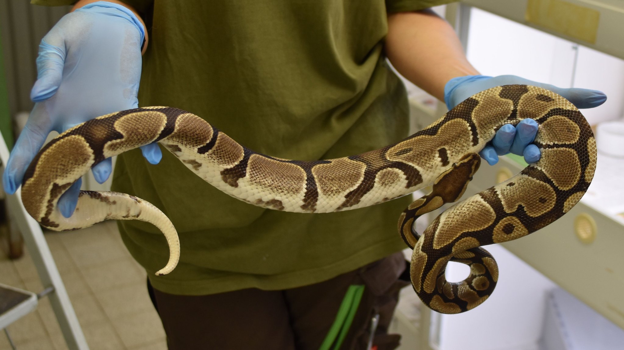 Mitten in München: Königspythons ausgesetzt