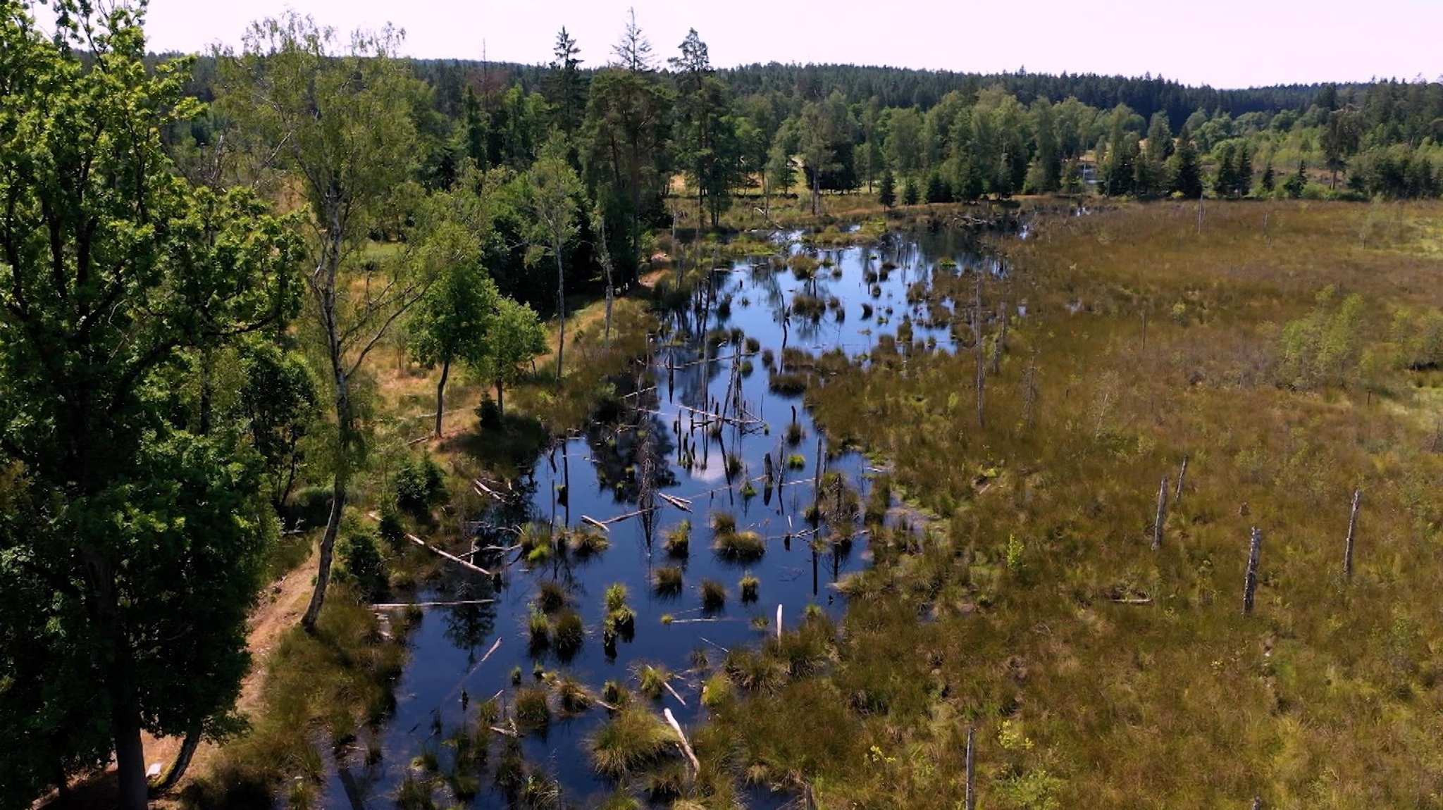 In der Waldnaabaue wurden einige der ehemaligen Teiche wieder vernässt.