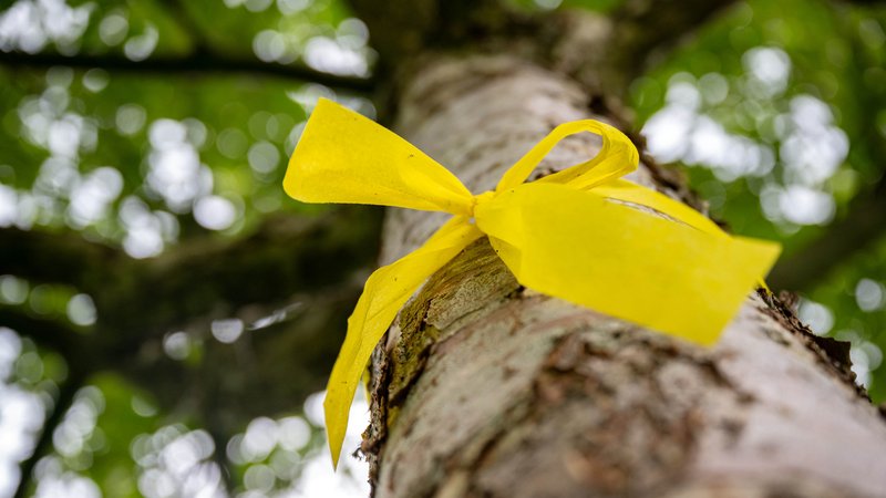 Ein gelbes Geschenk-Band hängt an einem Obstbaum | Bild: picture alliance/dpa/Sina Schuldt Ein gelbes Geschenk-Band hängt an einem Obstbaum
