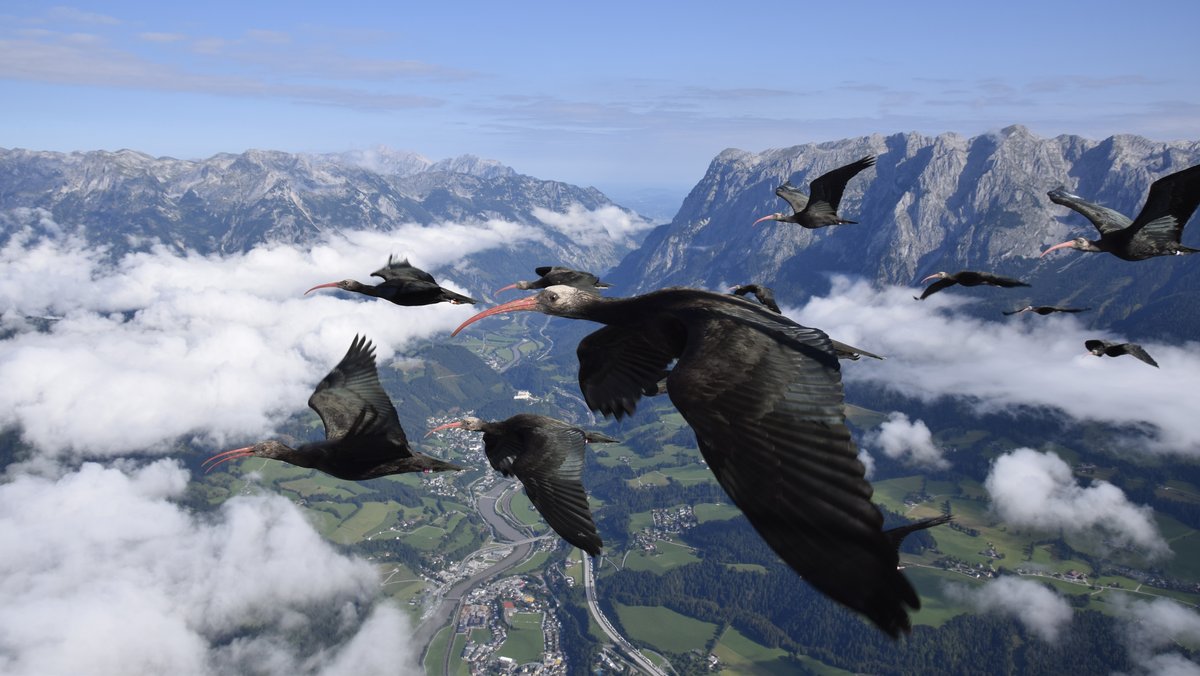 Eine Kolonie Waldrappen fliegt über die Alpen.