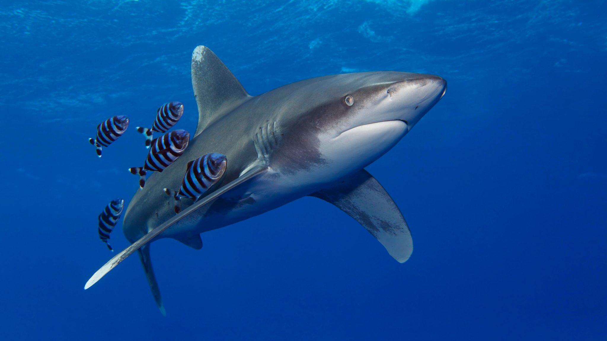 Weißspitzen-Hochseehai mit Pilotfischen im blauen Wasser bei Sharm el Sheik in Ägypten.  (Symbolbild)