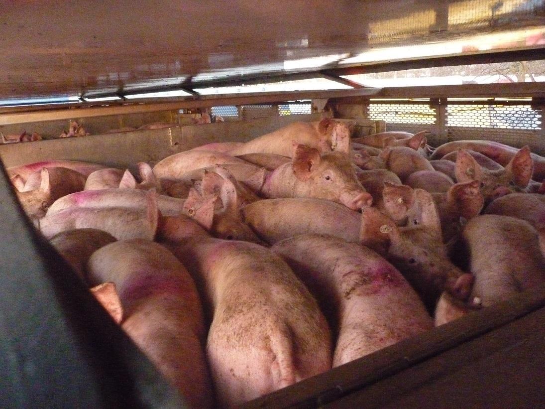 Ferkel in einem Viehtransporter (Symbolbild)