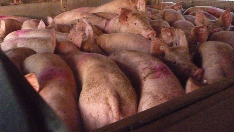 Ferkel in einem Viehtransporter (Symbolbild) | Bild: picture alliance/Polizeidirektion Chemnitz/dpa Ferkel in einem Viehtransporter (Symbolbild)