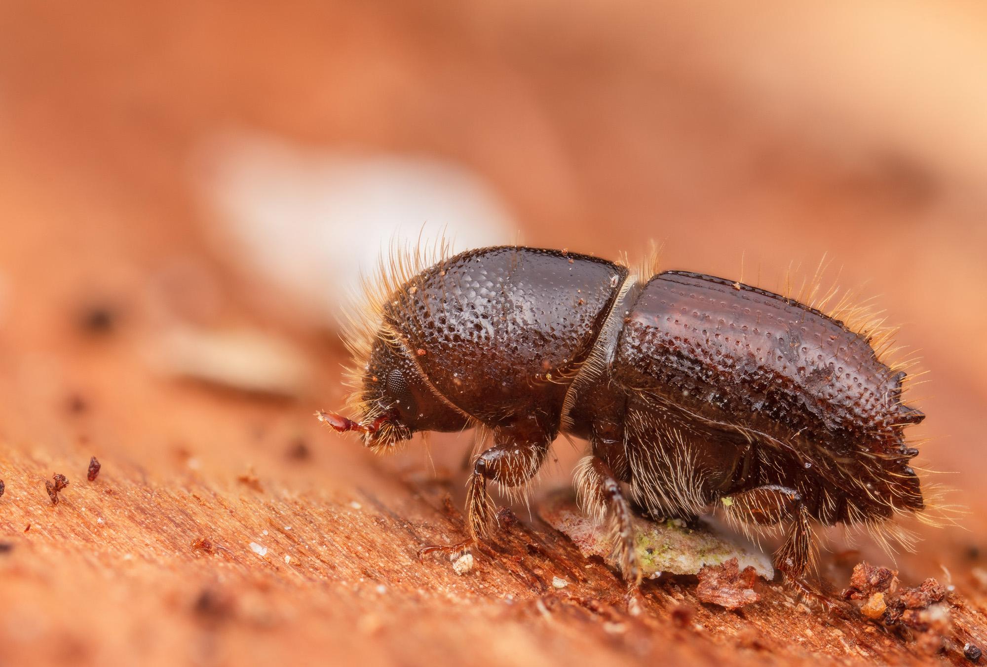 Der "Buchdrucker" ist eine Borkenkäfer-Art