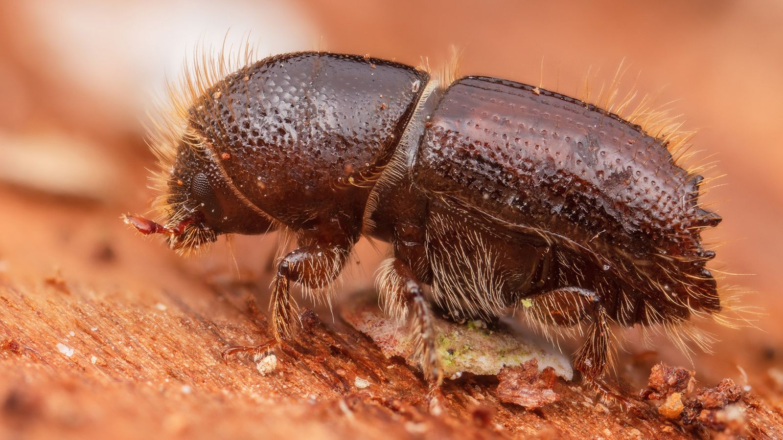 Borkenkäfer-Befall: Hoffnungsschimmer aus der Forschung | BR24