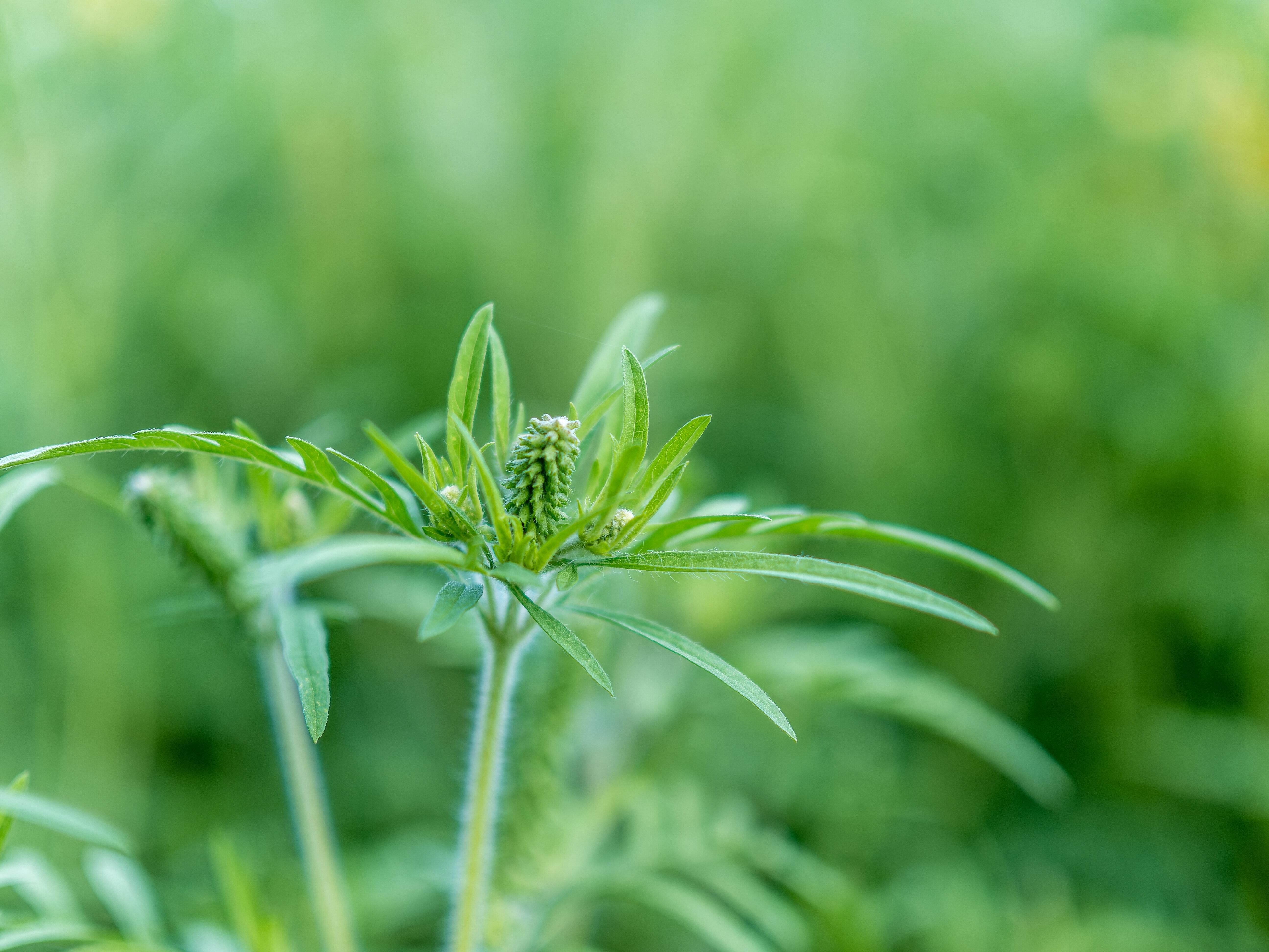 Ambrosia-Pflanze (Ambrosia artemisiifolia) oder auch Beifuß-Ambrosie