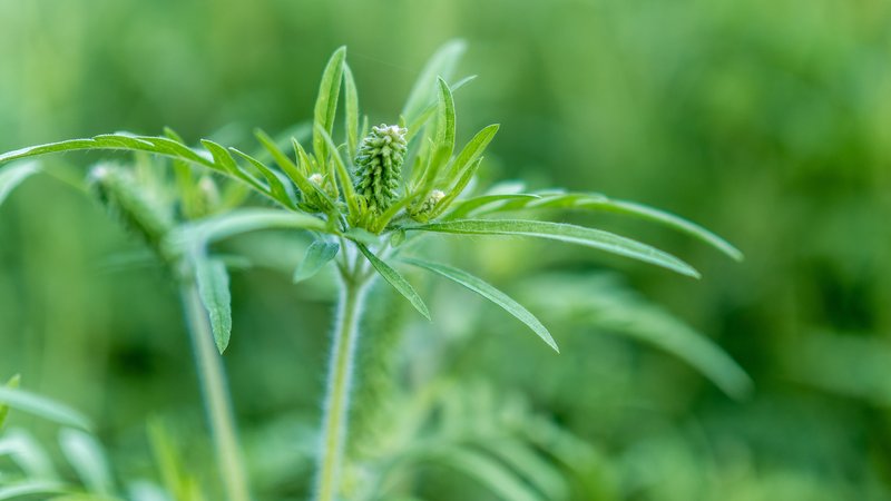 Ambrosia-Pflanze (Ambrosia artemisiifolia) oder auch Beifuß-Ambrosie | Bild: picture alliance/dpa | Frank Hammerschmidt Ambrosia-Pflanze (Ambrosia artemisiifolia) oder auch Beifuß-Ambrosie