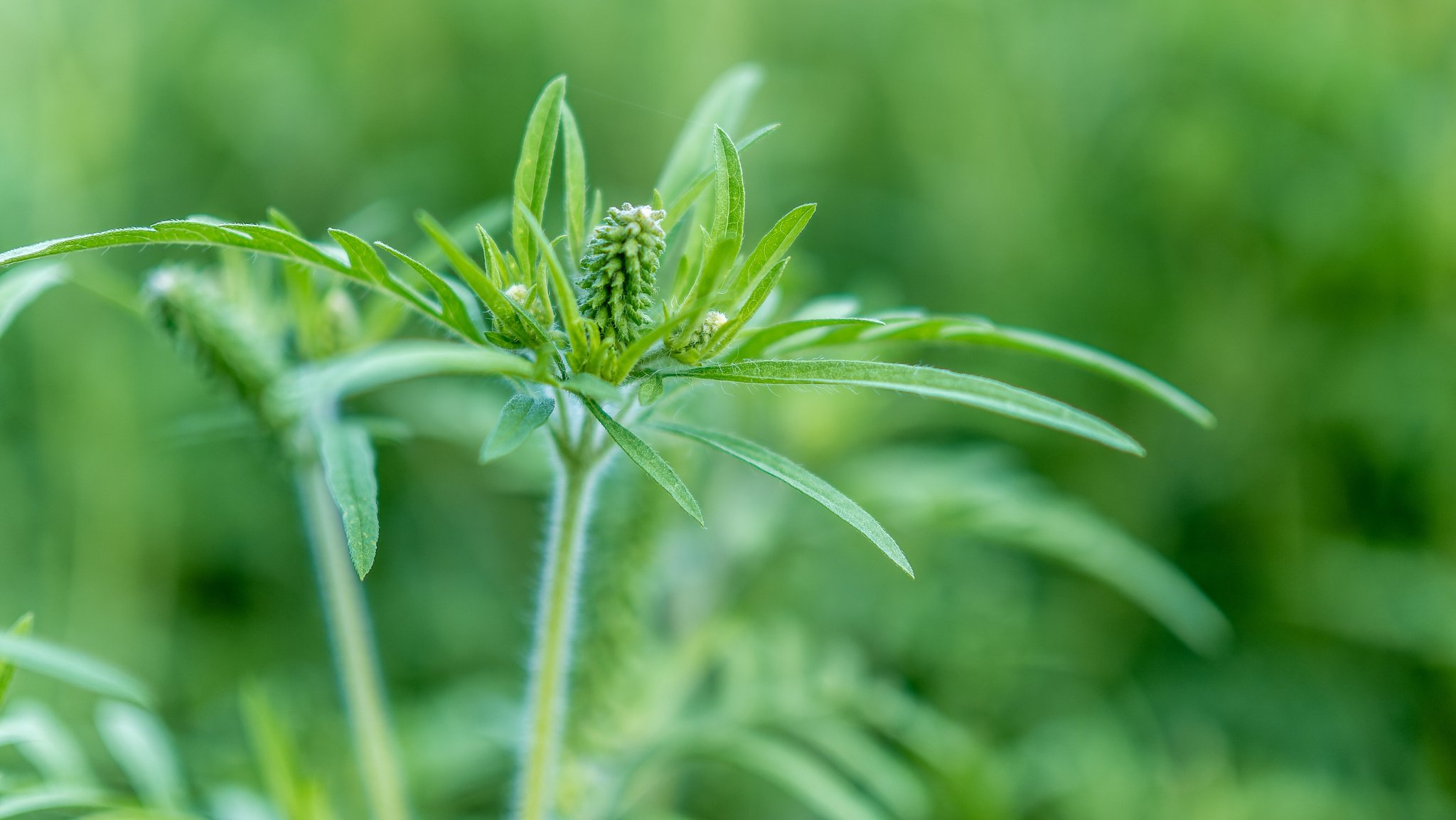 Ambrosia-Pflanze (Ambrosia artemisiifolia) oder auch Beifuß-Ambrosie